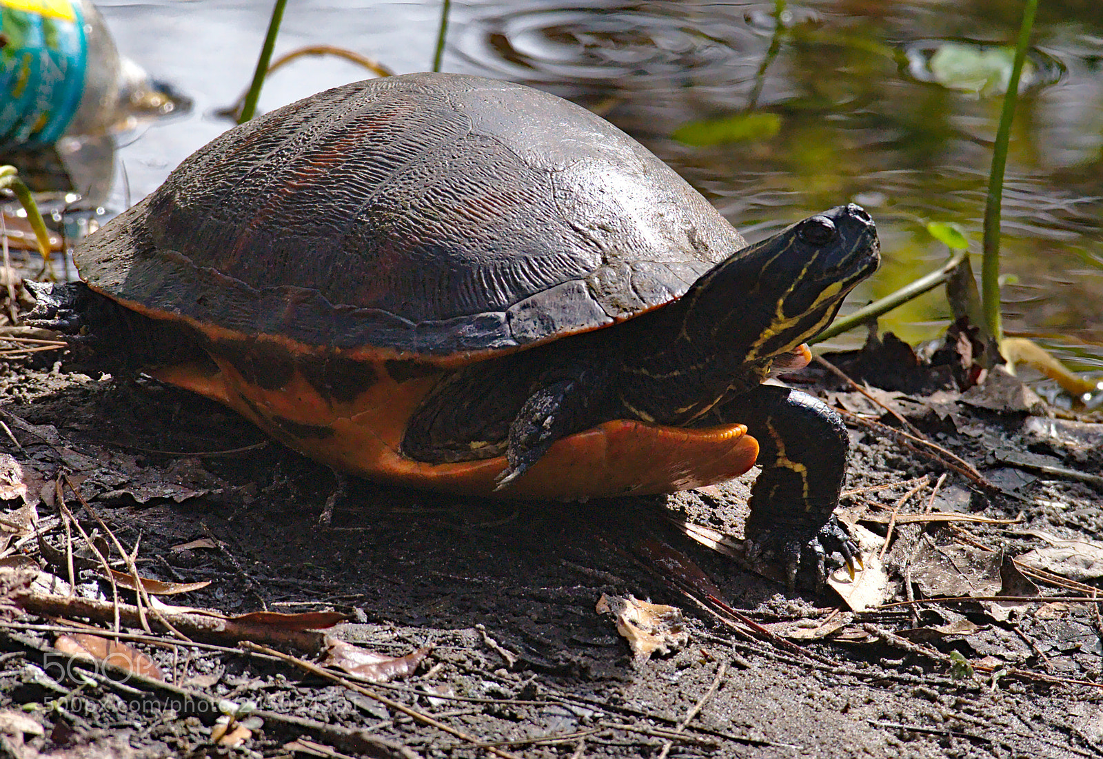 Nikon D810 sample photo. A tortoise in the photography