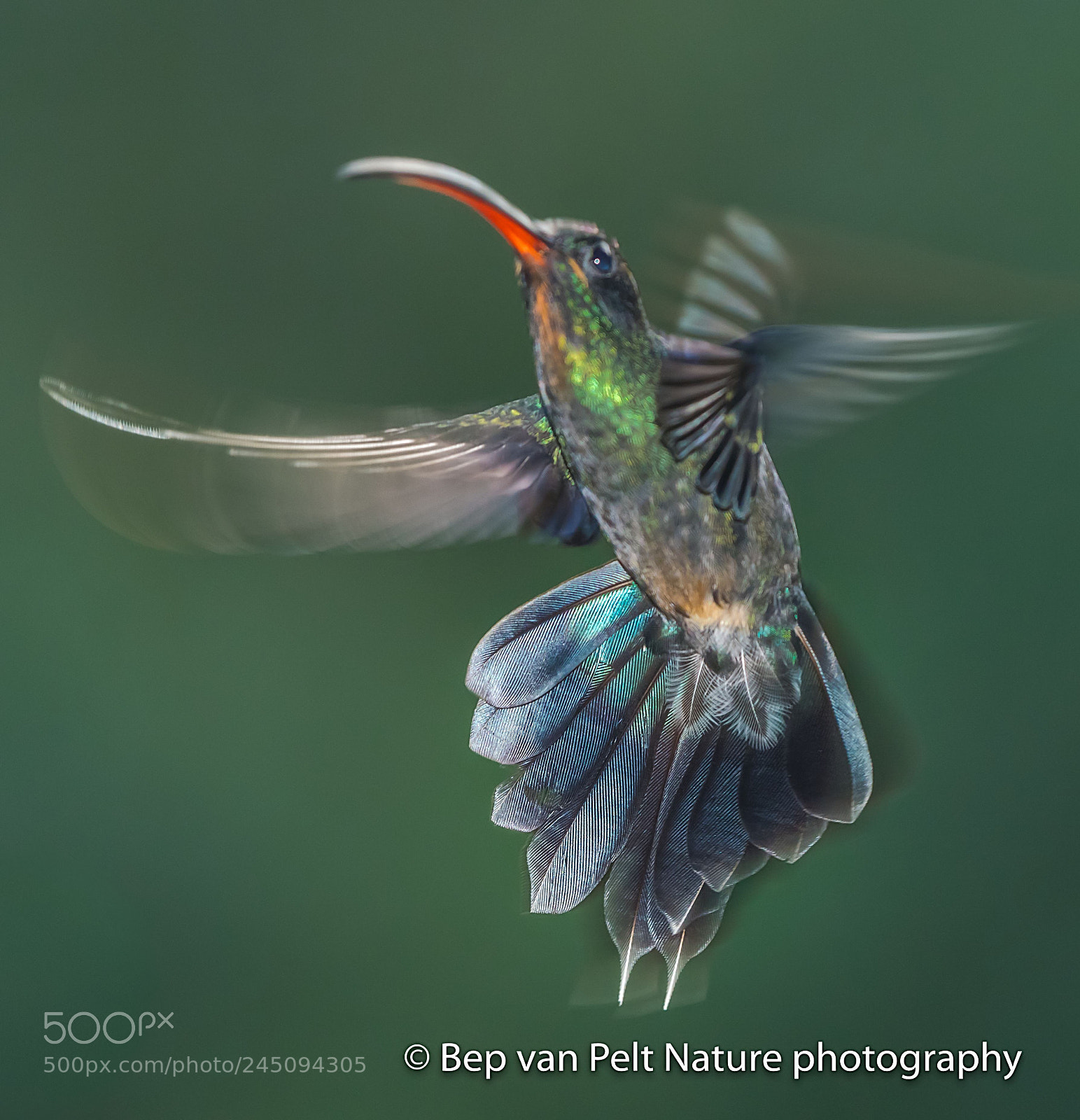 Nikon AF-S Nikkor 200-500mm F5.6E ED VR sample photo. Male green hermit photography