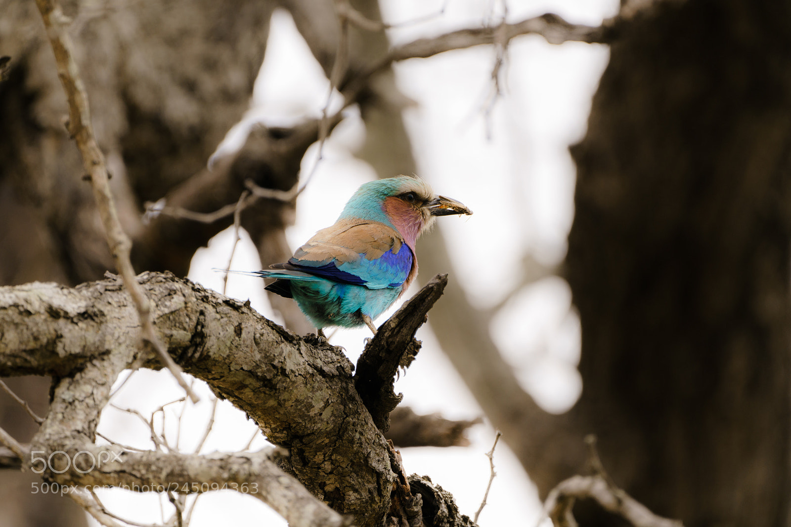 Sony a7R II sample photo. Lilac breasted roller photography