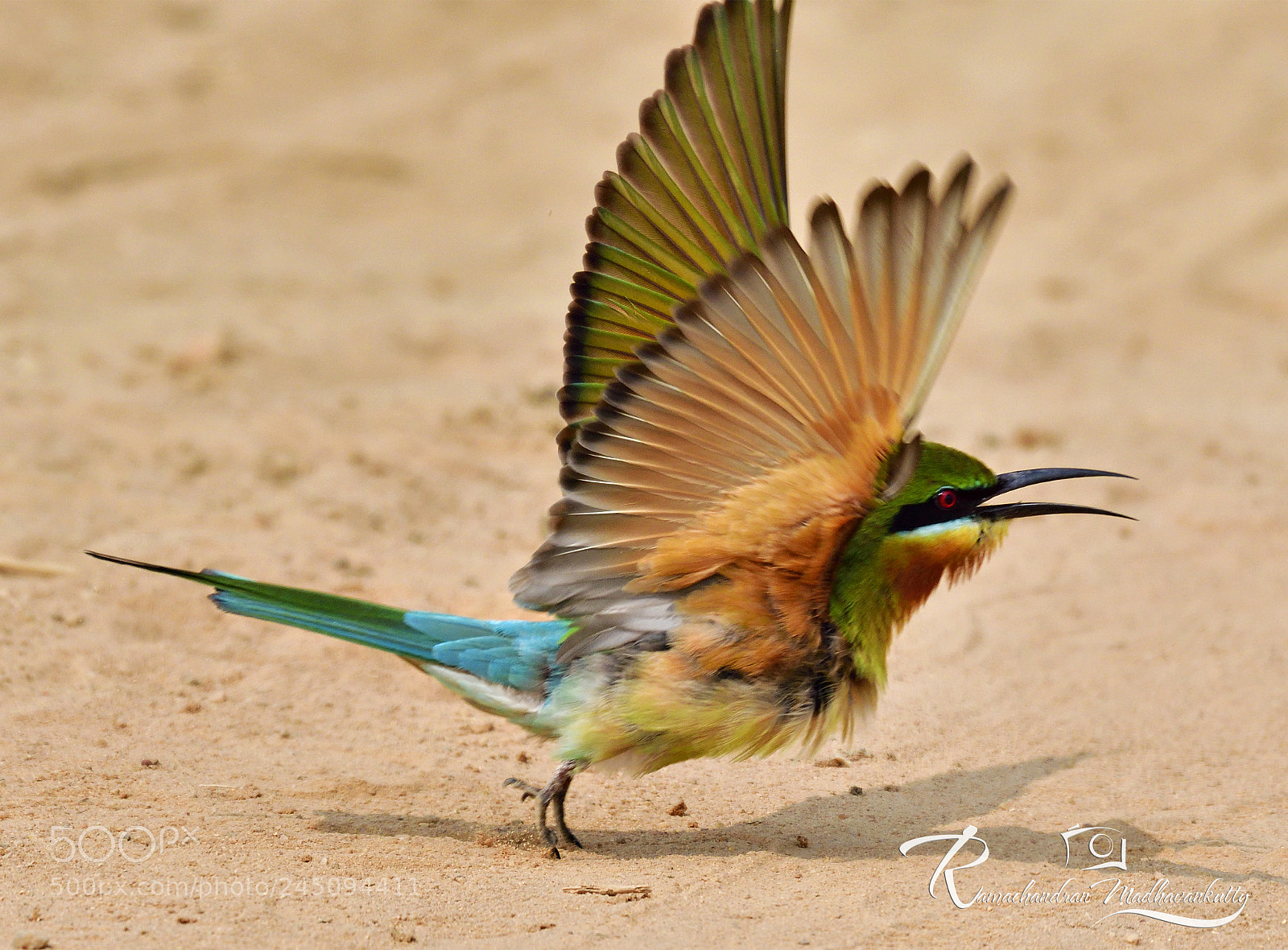 Nikon D500 sample photo. Blue-tailed bee-eater - take photography