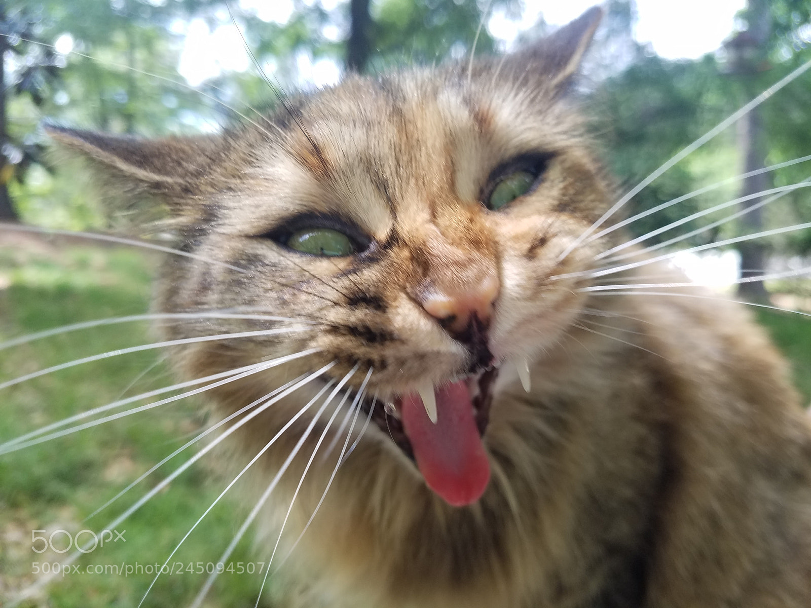 Samsung Galaxy S7 Edge sample photo. The cat's meow photography
