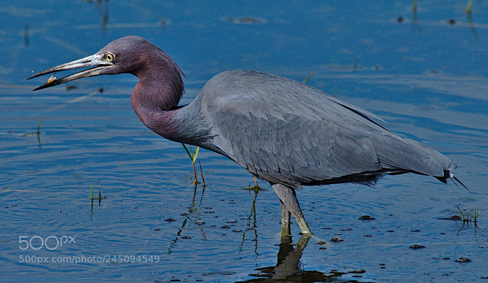 Nikon D810 sample photo. A little blue heron photography