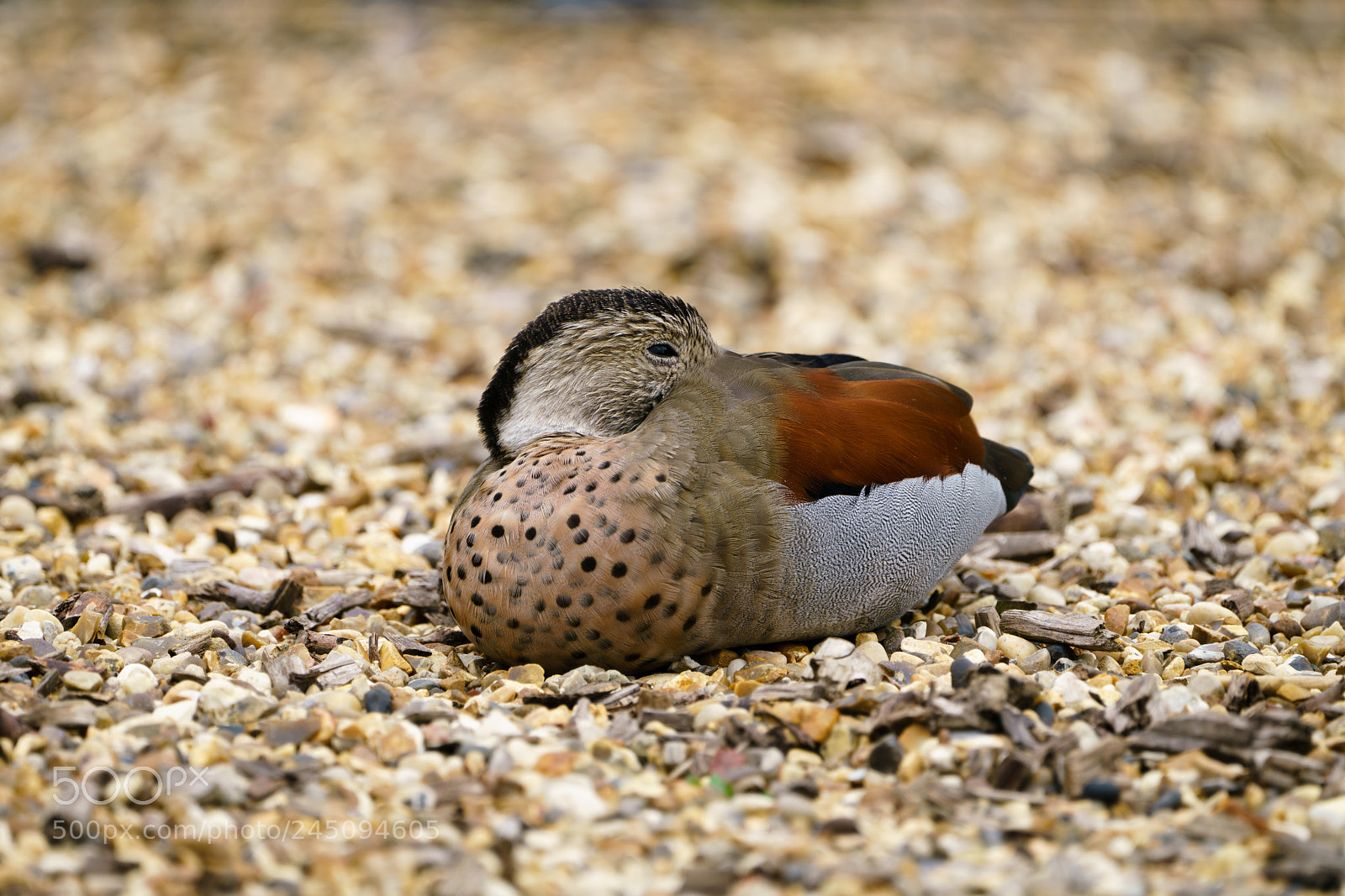 Sony a7R II sample photo. Peaceful duck photography