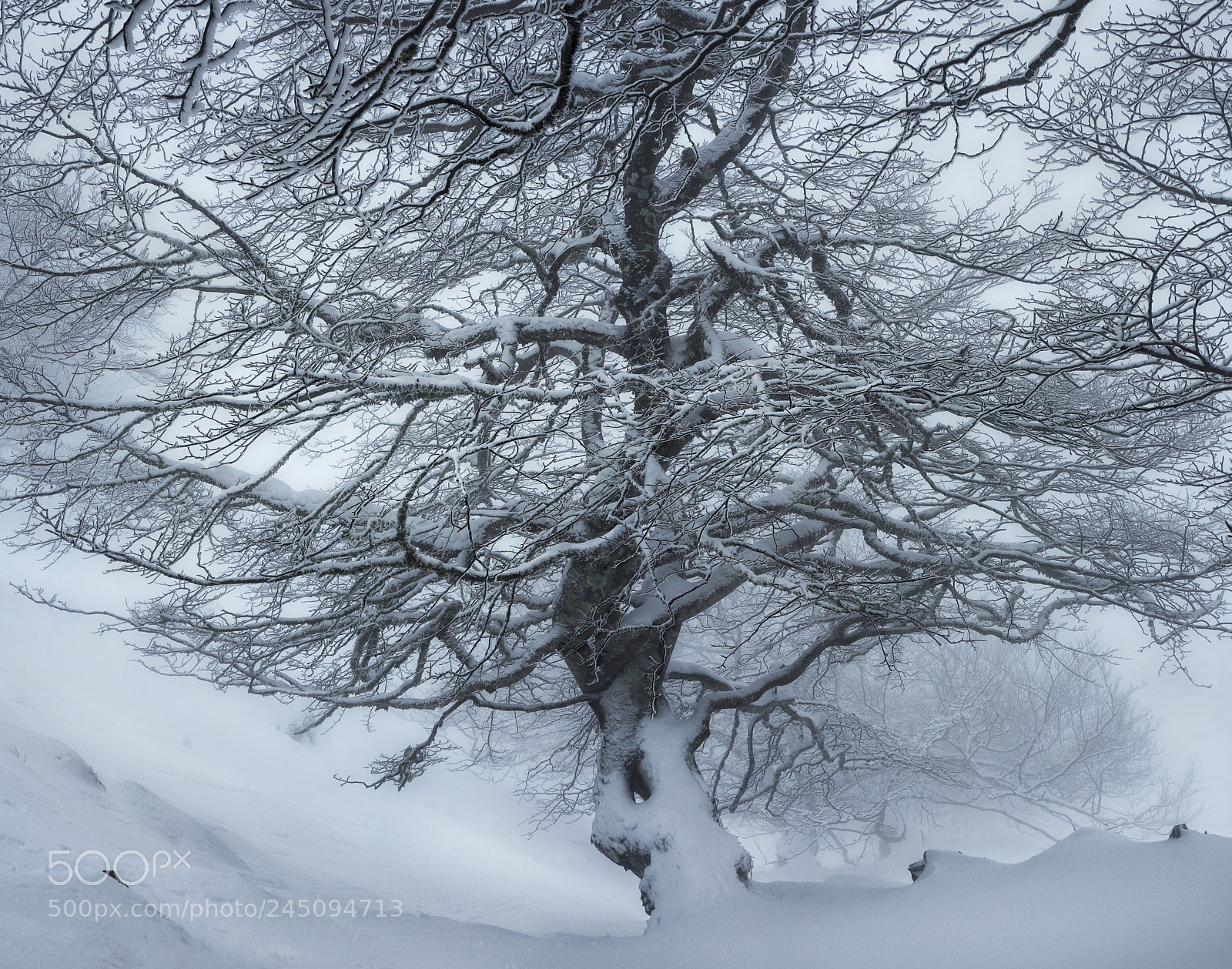 Olympus OM-D E-M5 II sample photo. Mariren adarrak (bizkaia) photography
