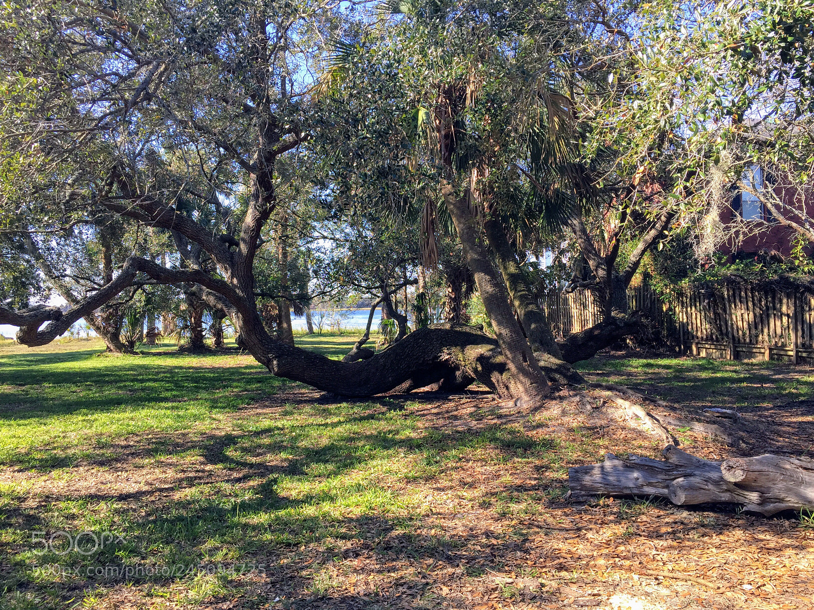 Apple iPhone 6 Plus sample photo. Family tree photography