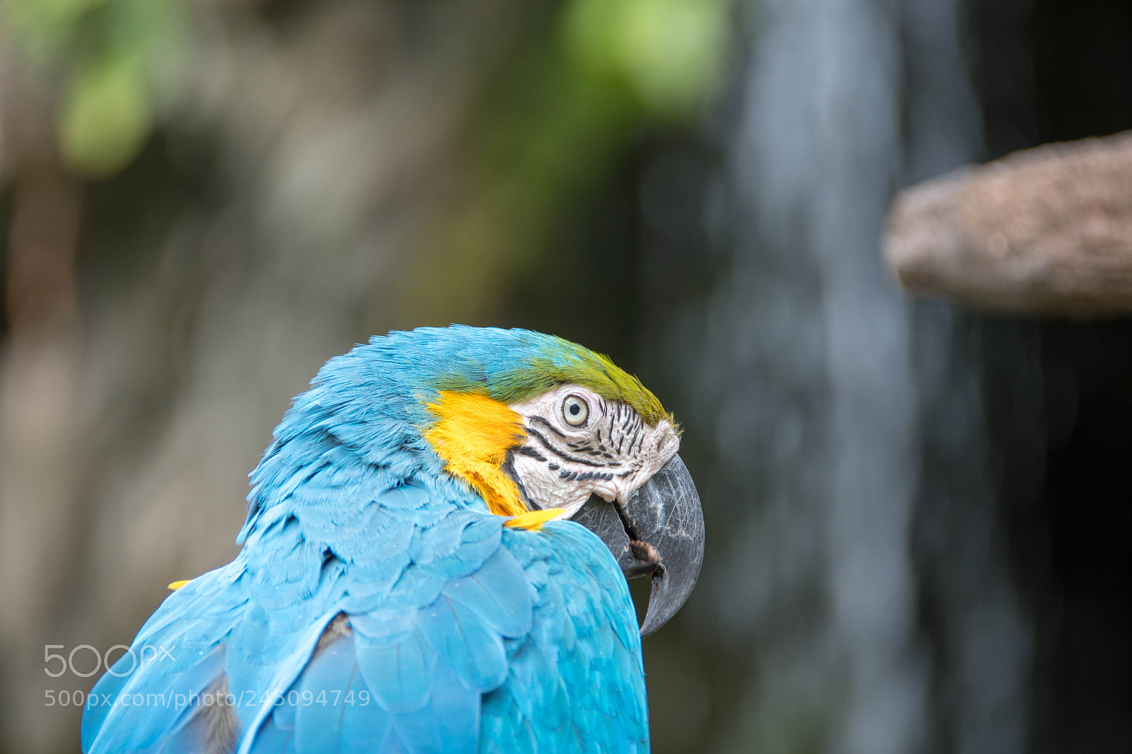Nikon D500 sample photo. Blue and gold macaw photography