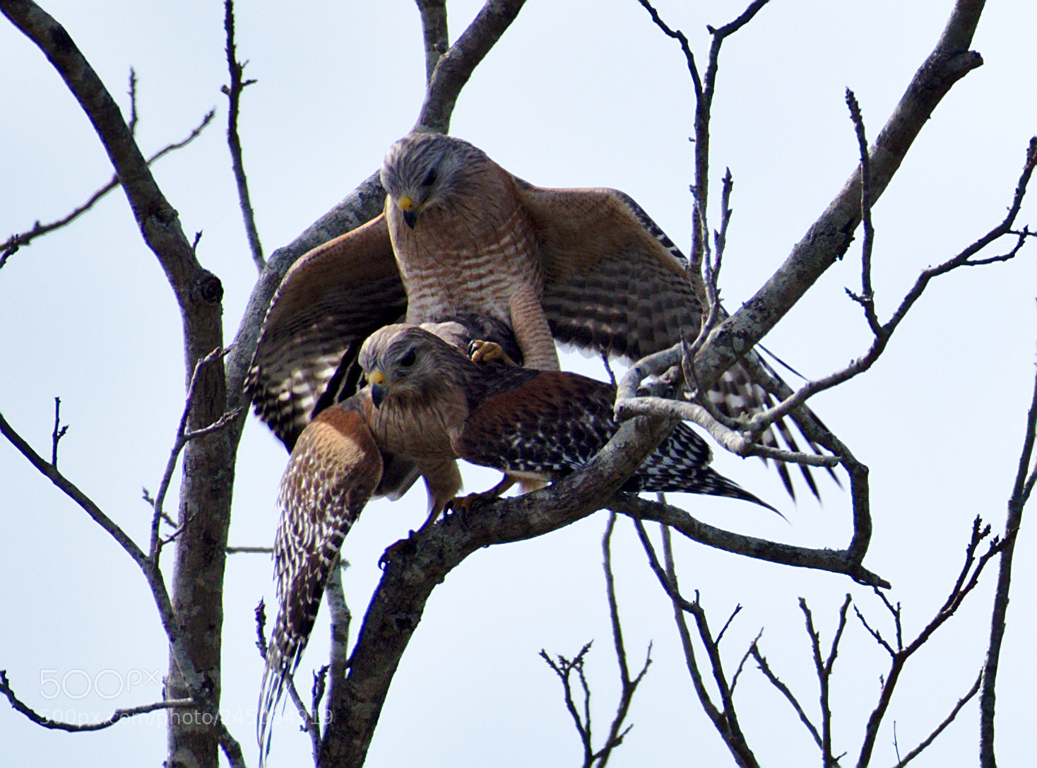 Nikon D810 sample photo. Red shouldered hawk mating photography
