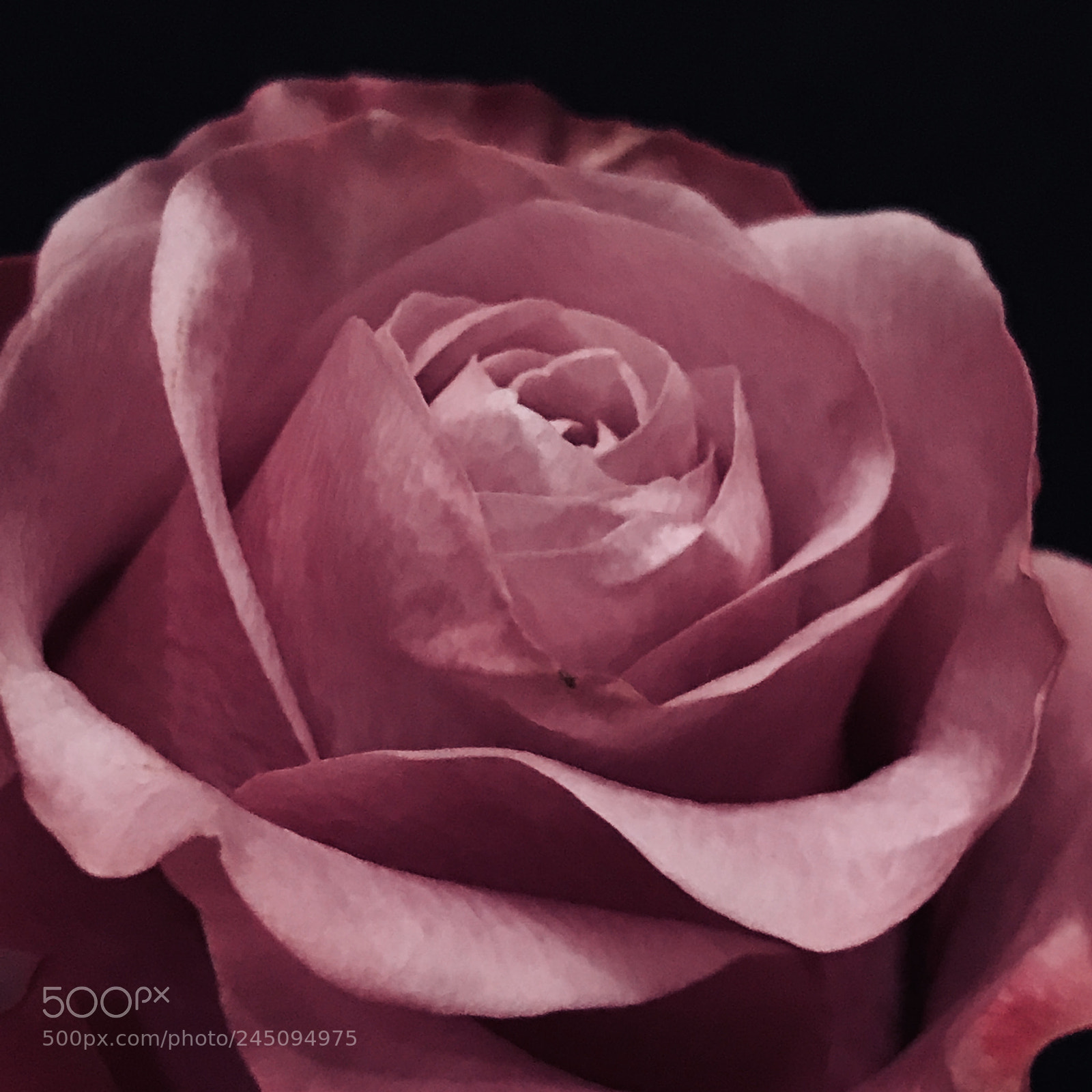 Apple iPhone 7 Plus sample photo. Rosa photography