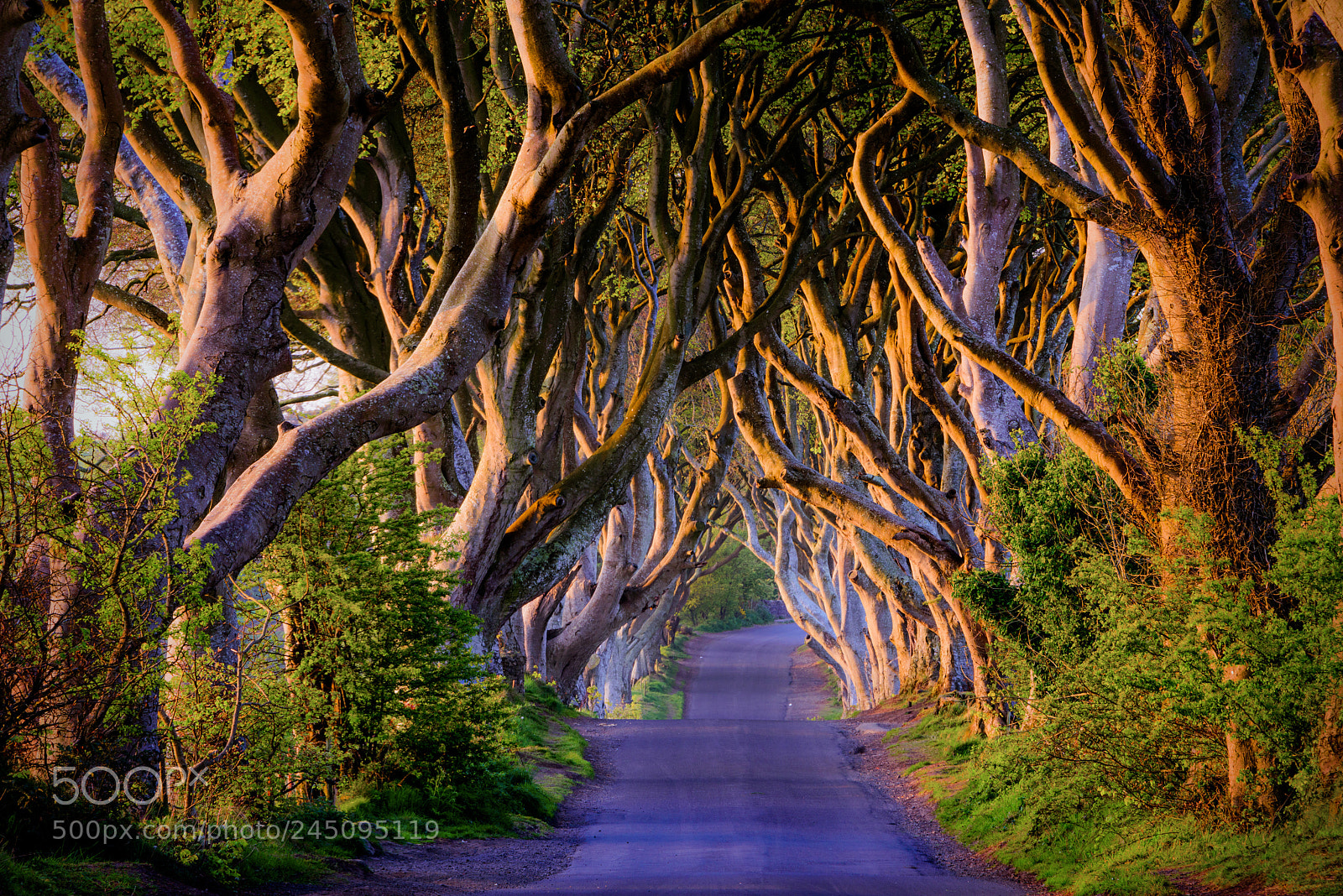 Nikon D810 sample photo. The kings road. photography
