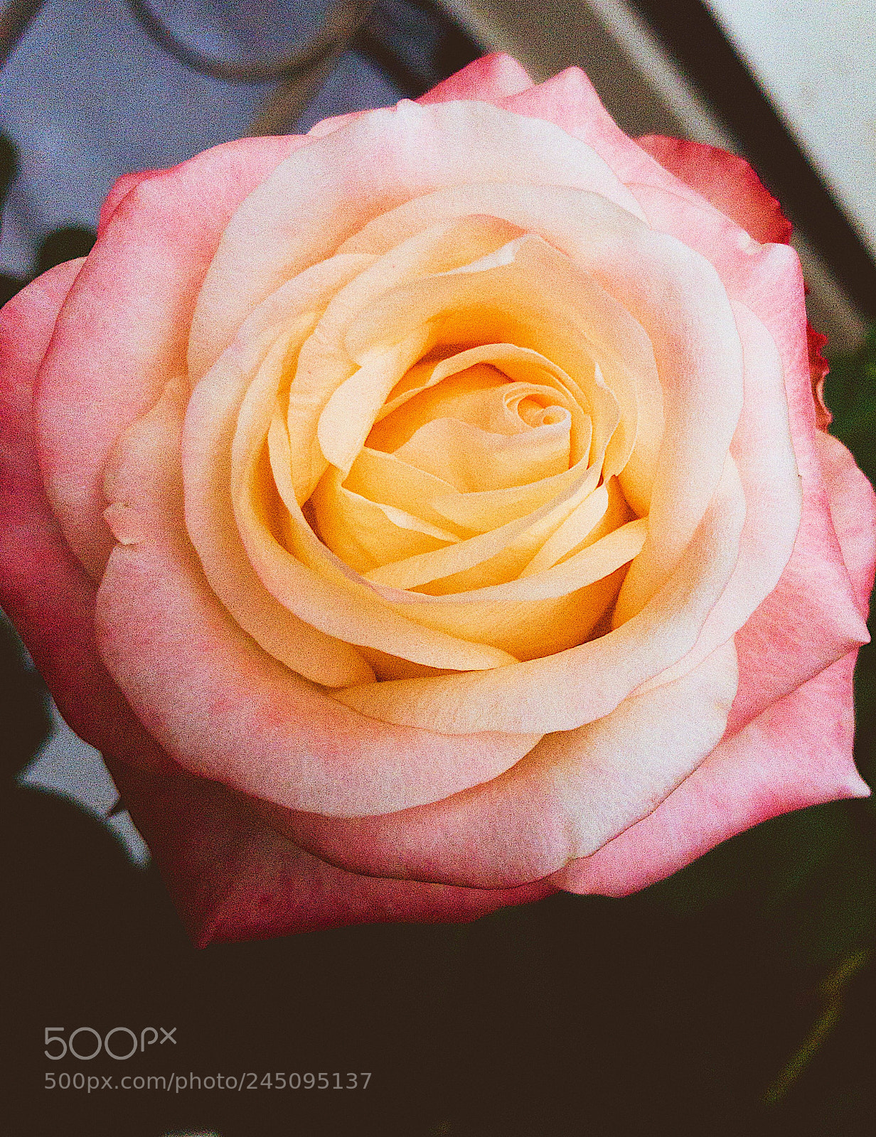 Apple iPhone X sample photo. Untitled photography