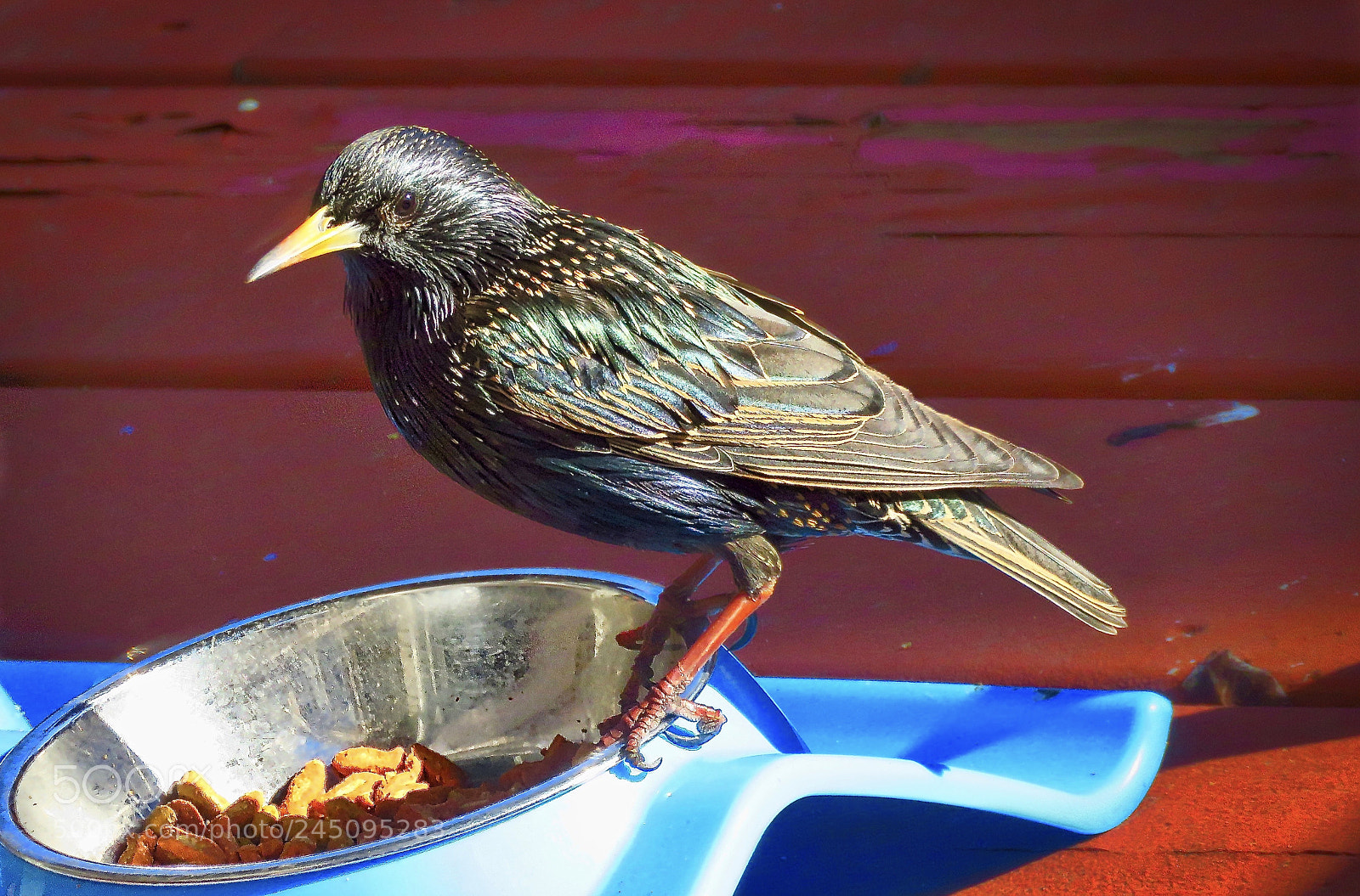 Canon PowerShot SX60 HS sample photo. Hungry european starling photography