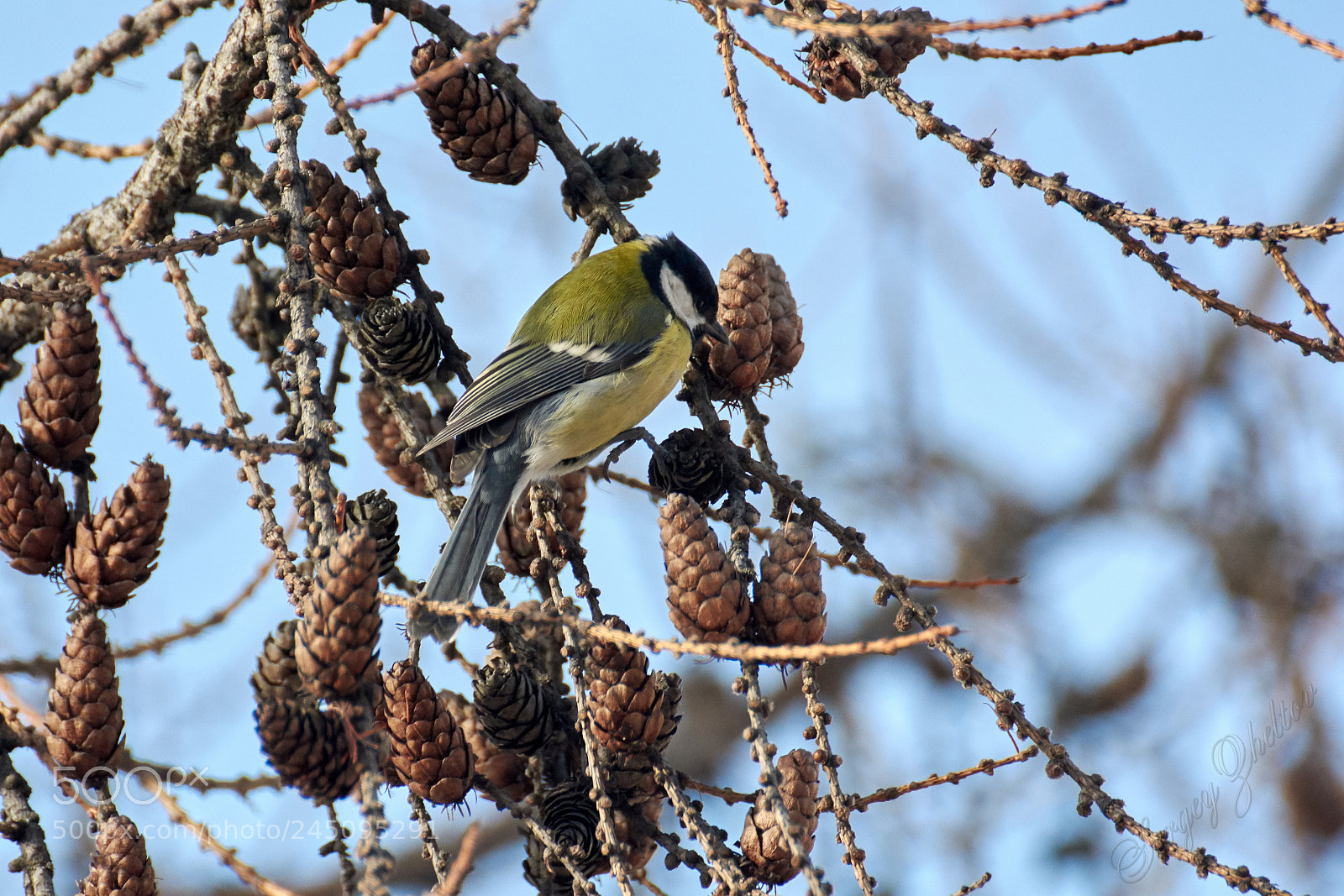 Nikon D7100 sample photo. In cones photography