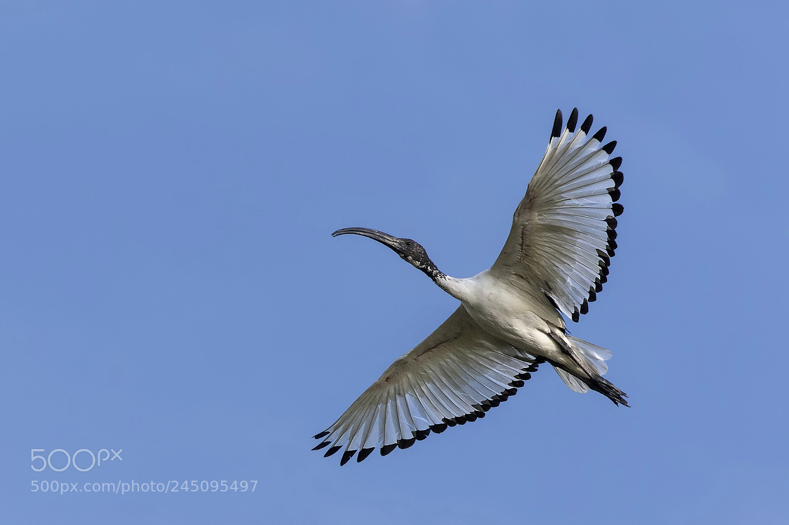 Canon EOS 7D Mark II sample photo. ..ibis sacro.. photography