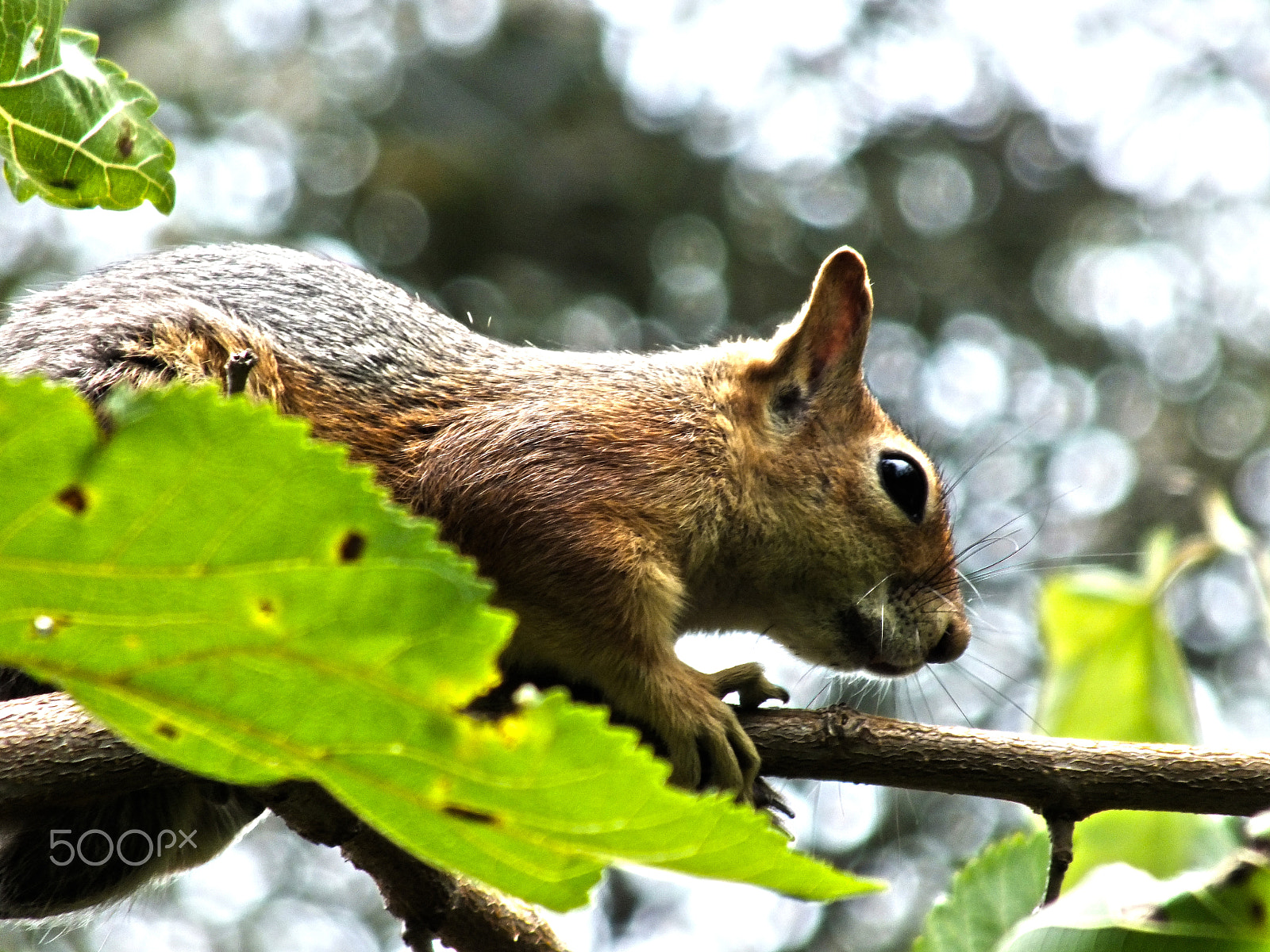 Fujifilm FinePix HS28EXR sample photo. Bokeh photography