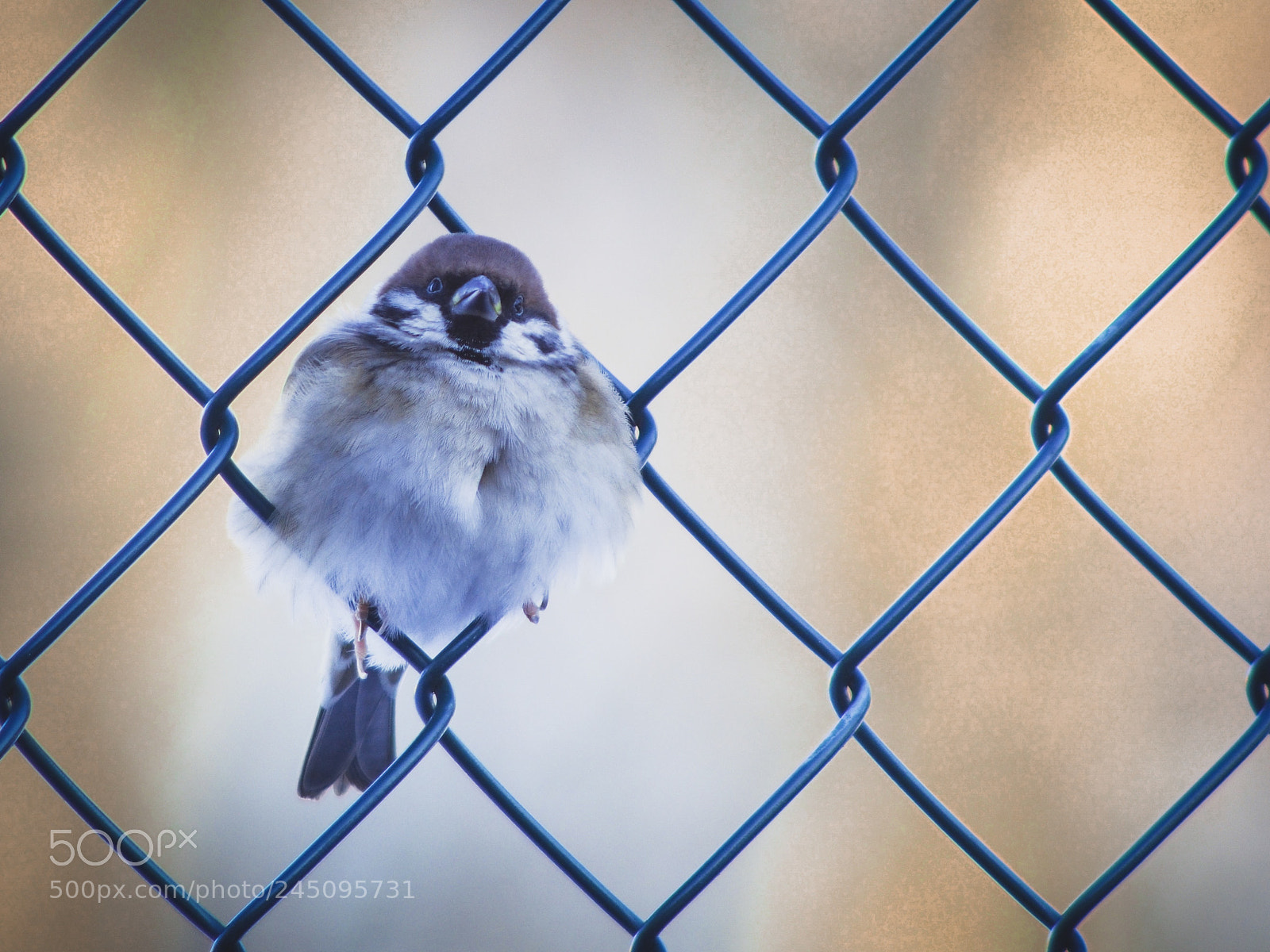 Olympus PEN-F sample photo. House sparrow photography