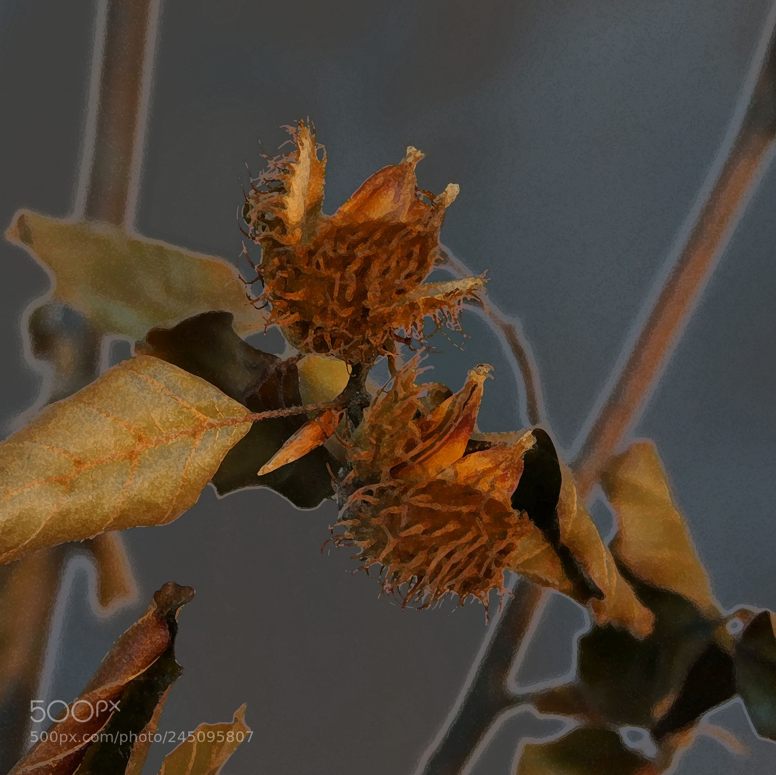 Sony Alpha NEX-6 sample photo. Dry nut shell 1 photography