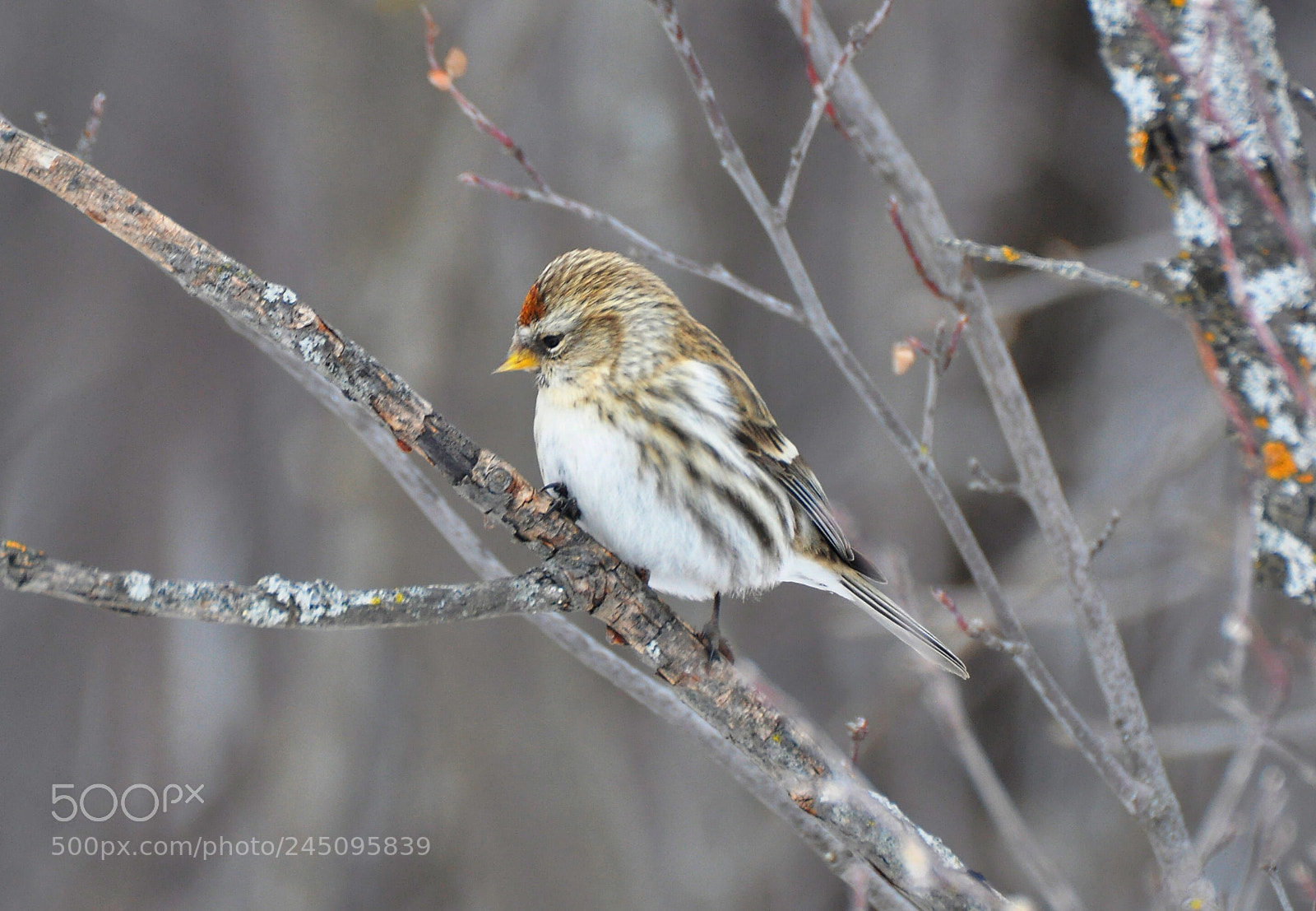 Nikon D90 sample photo. Redpoll photography