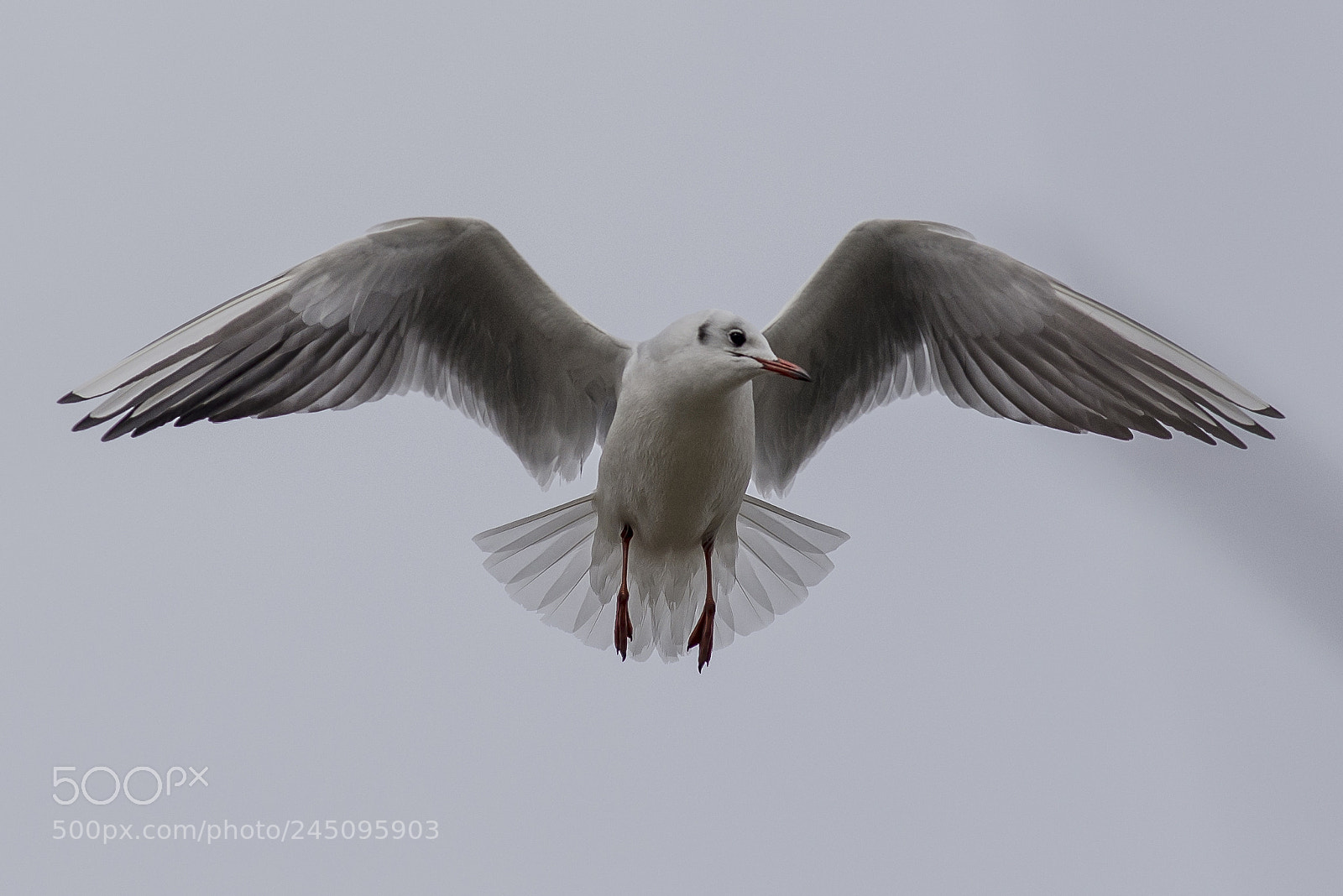 Nikon D610 sample photo. Seagull photography