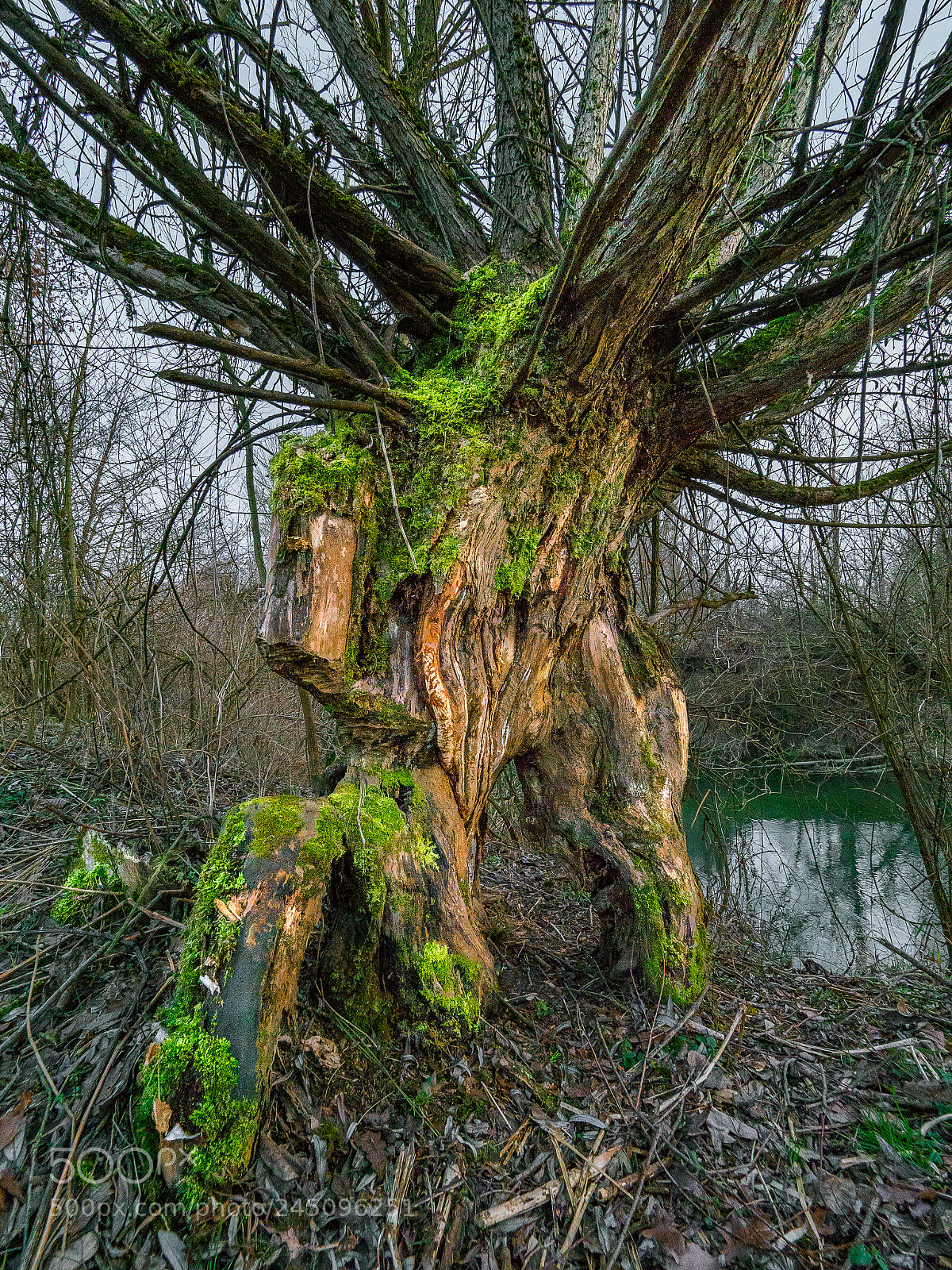 Olympus OM-D E-M1 Mark II sample photo. Old willow photography