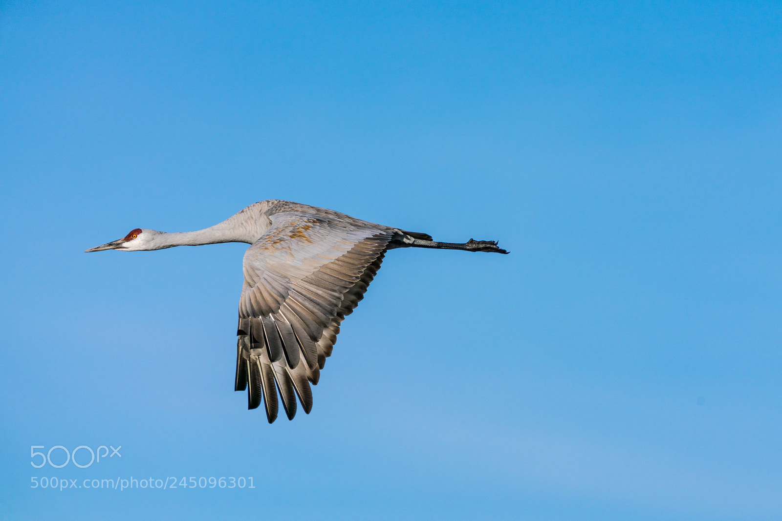 Sony a7R III sample photo. In flight photography