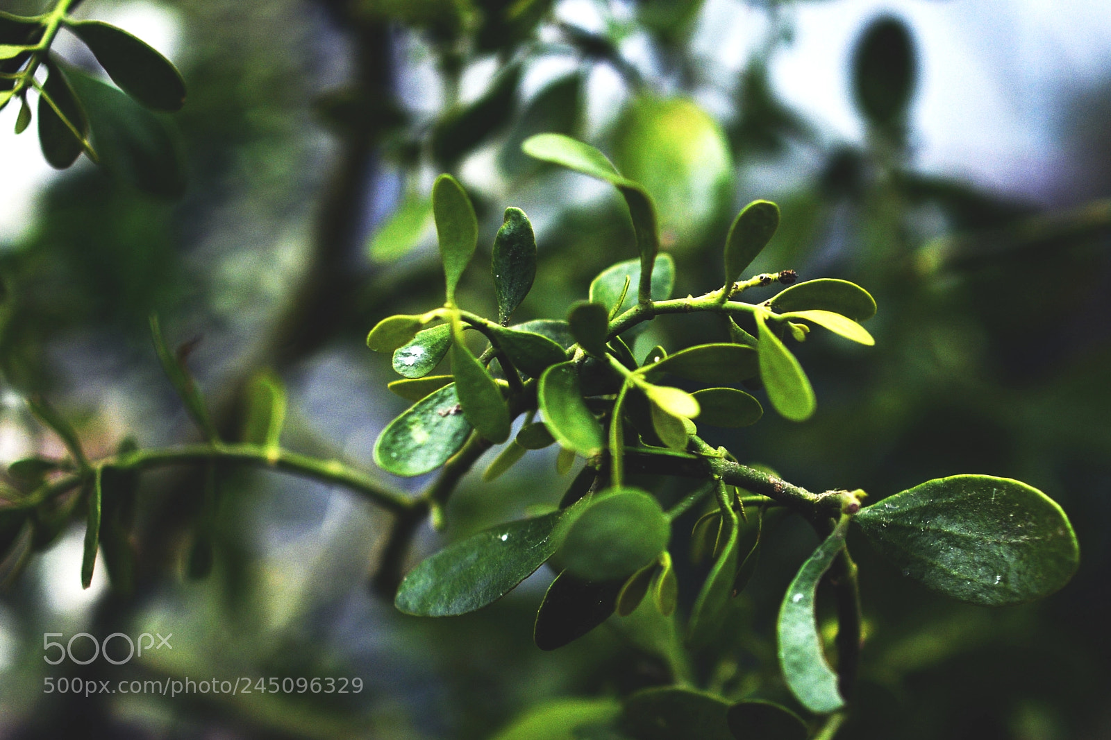 Nikon D7000 sample photo. Mistletoe photography