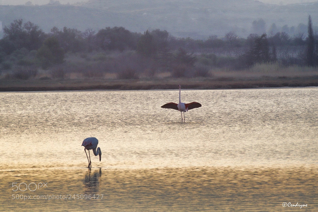 Canon EOS 760D (EOS Rebel T6s / EOS 8000D) sample photo. The flamingos of bages ... photography