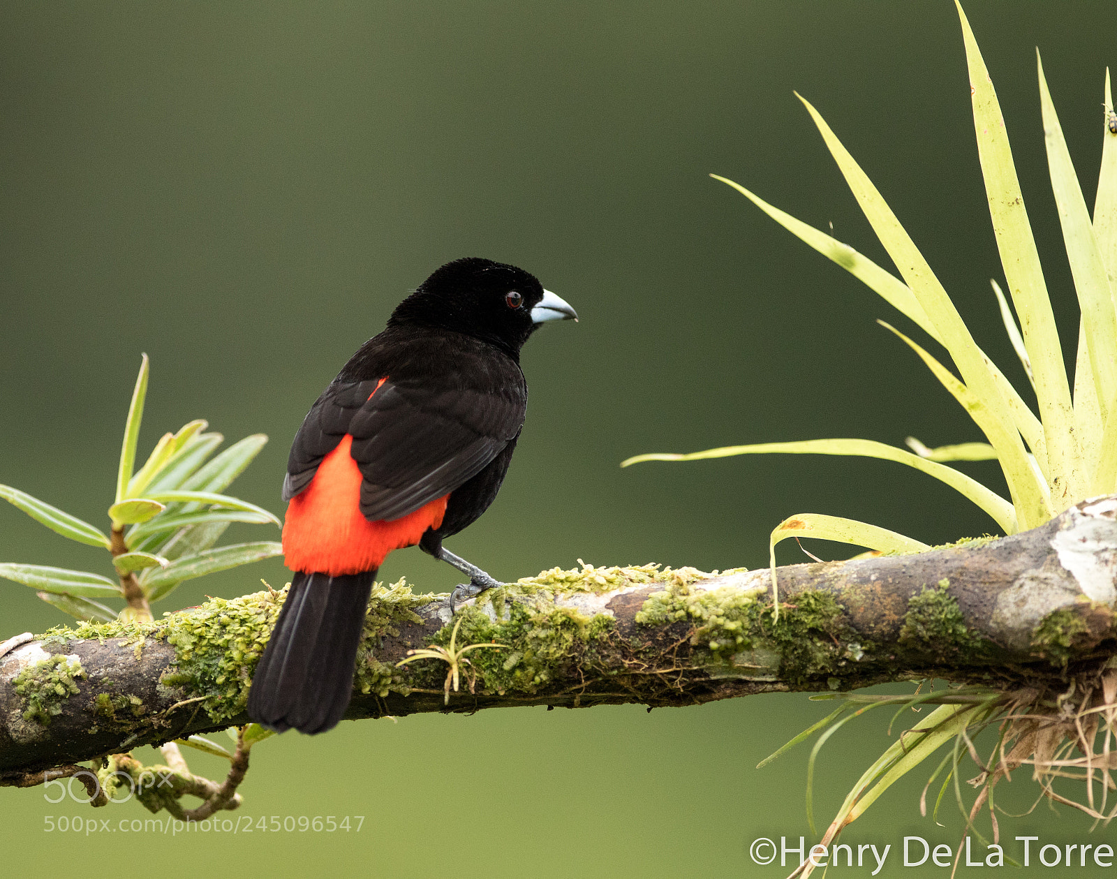 Canon EOS 7D Mark II sample photo. Passerini's tanager photography