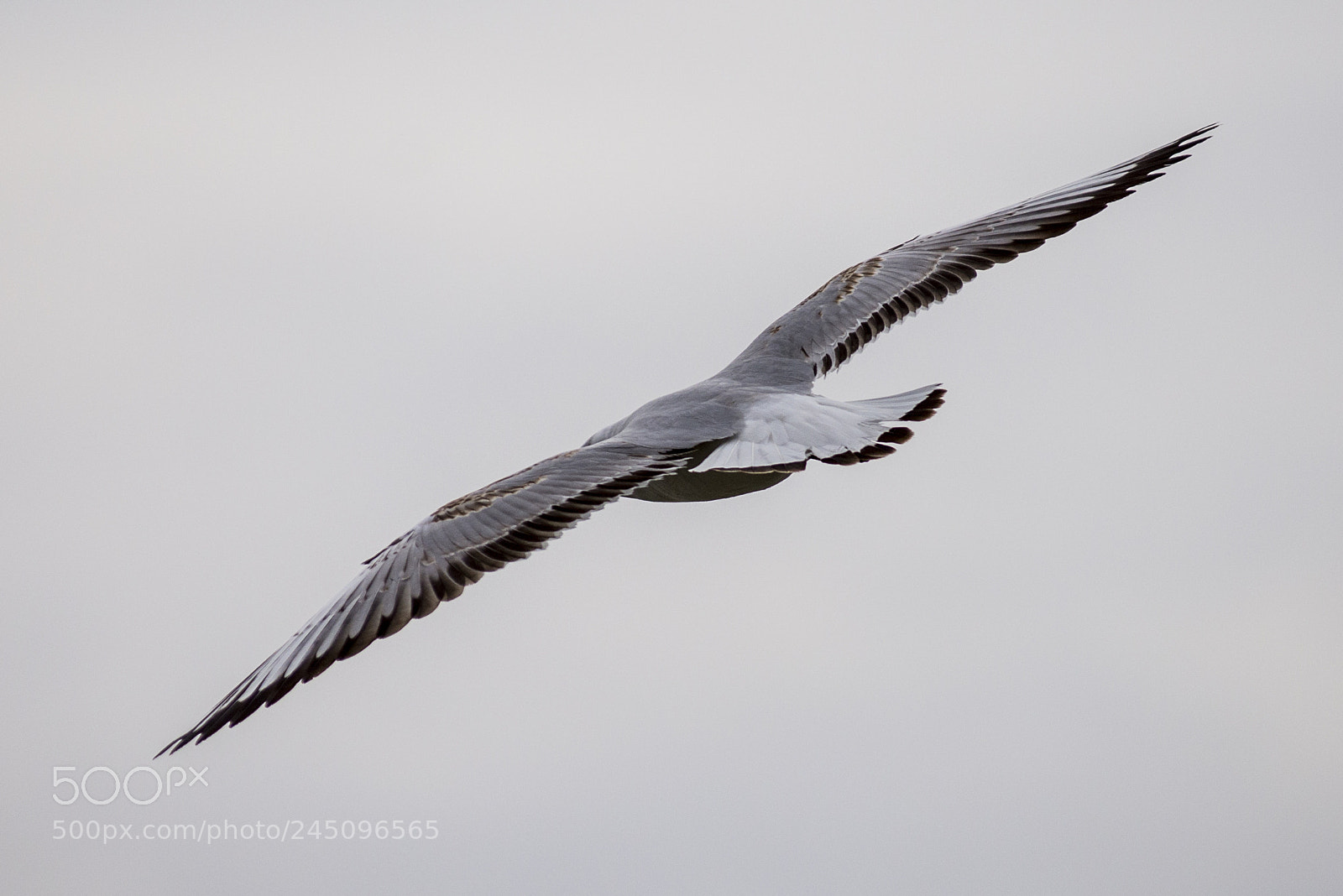 Nikon D610 sample photo. Seagull 2 photography
