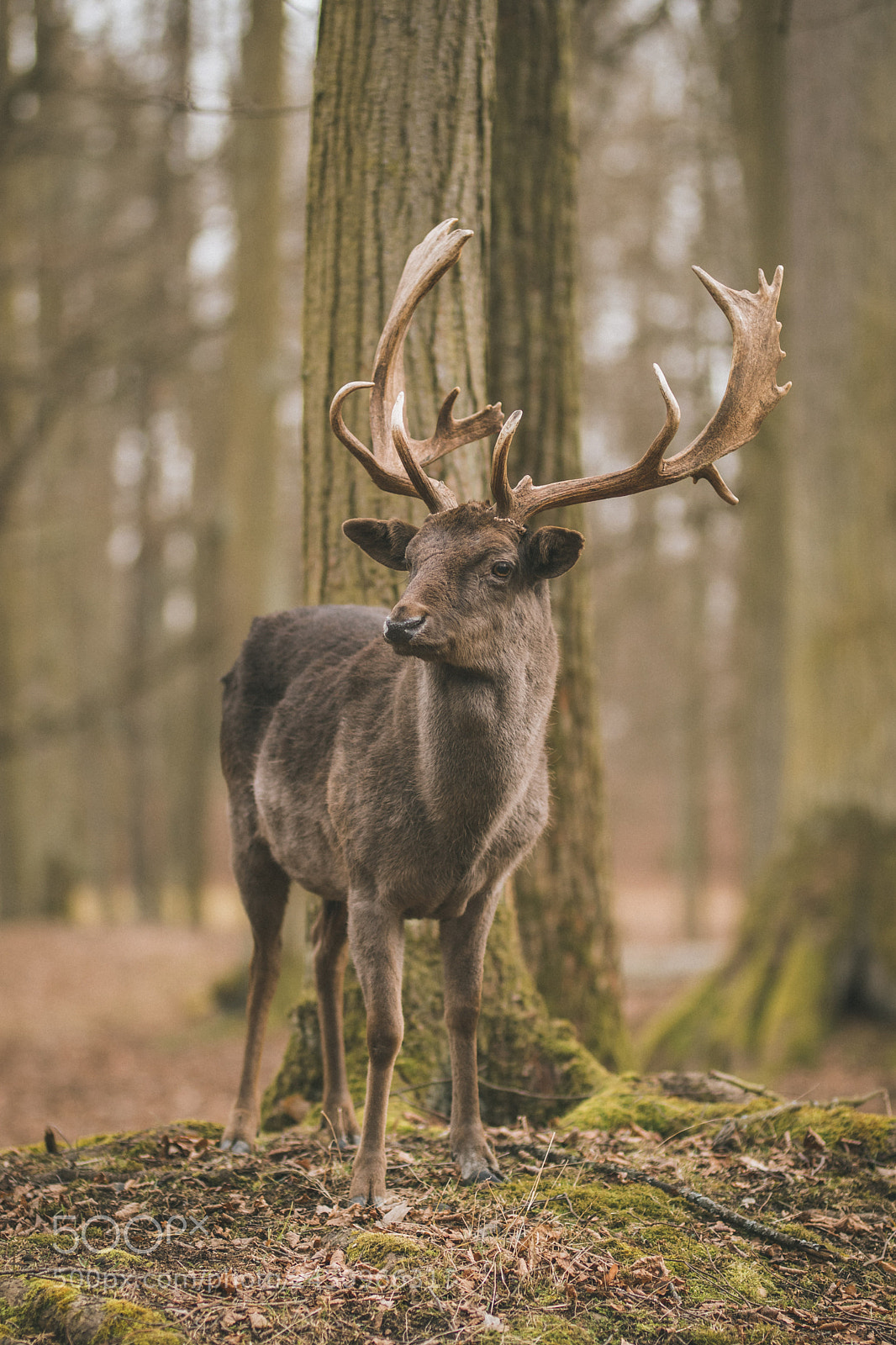 Canon EOS 80D sample photo. Fallow deer photography