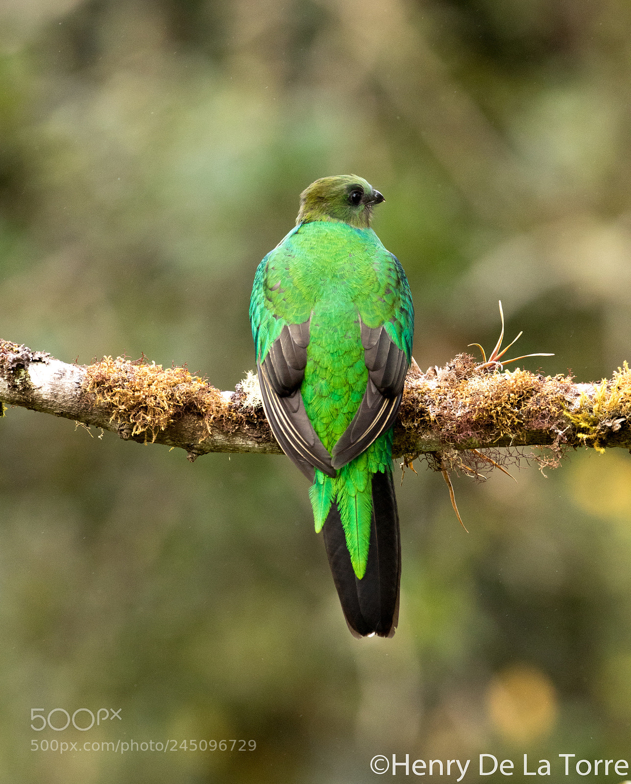 Canon EOS 7D Mark II sample photo. Quetzal photography
