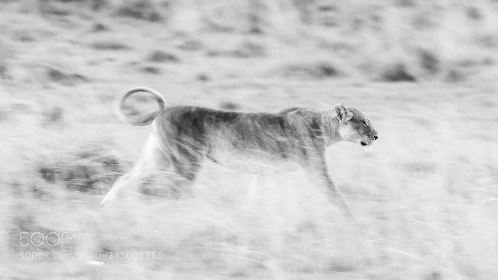 Canon EOS 7D Mark II sample photo. Hunting photography