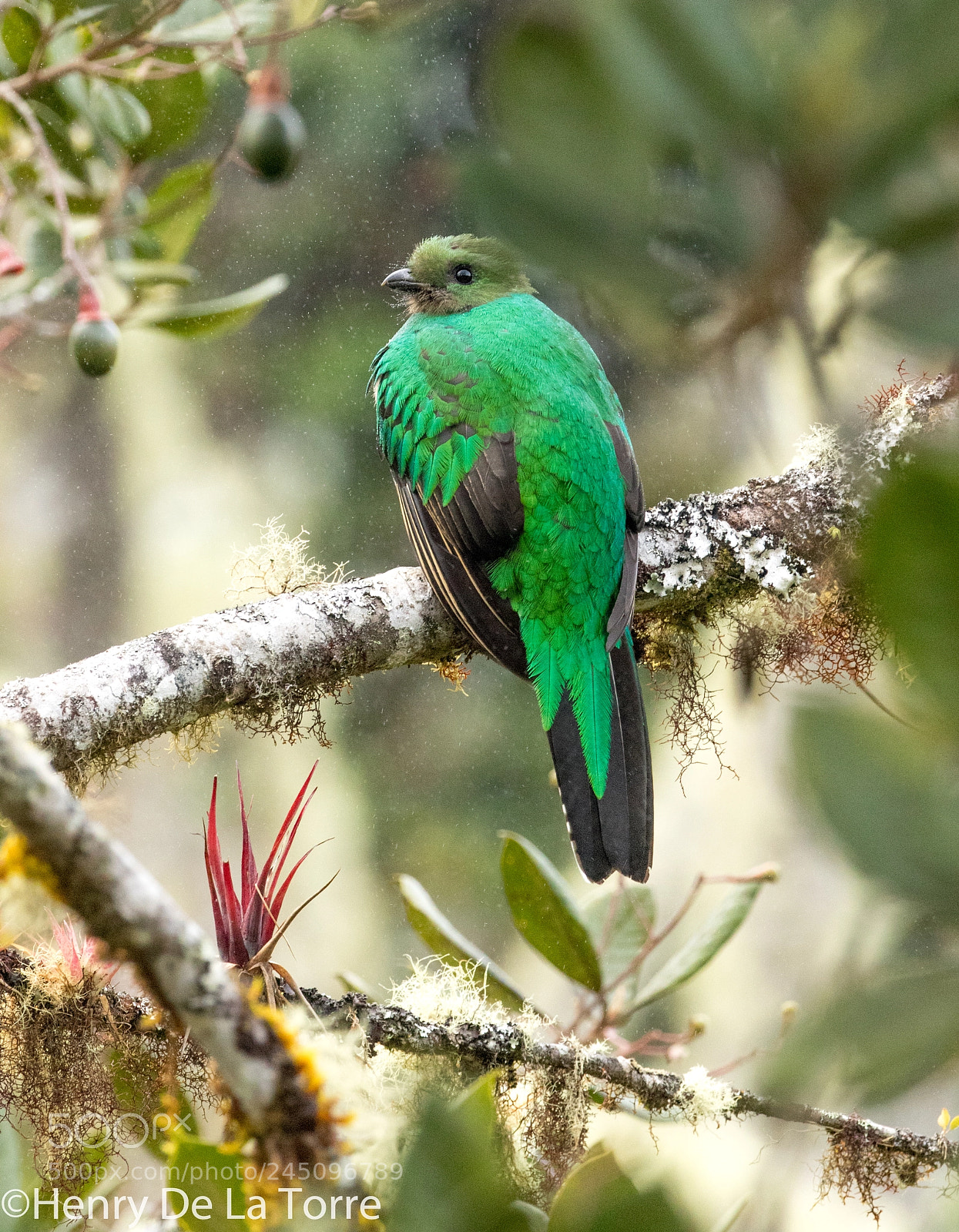 Canon EOS 7D Mark II sample photo. Quetzal photography