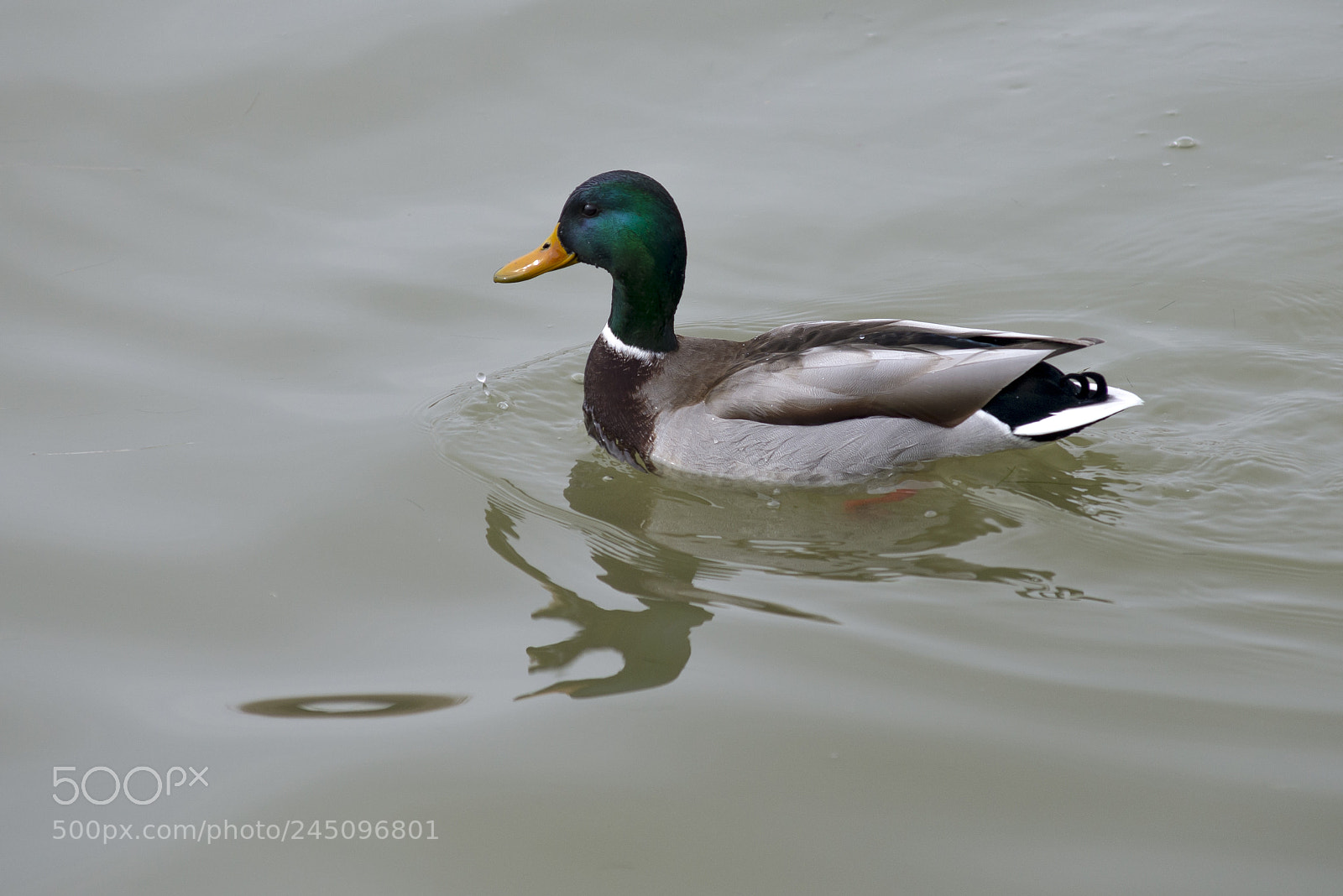 Nikon D610 sample photo. Duck photography