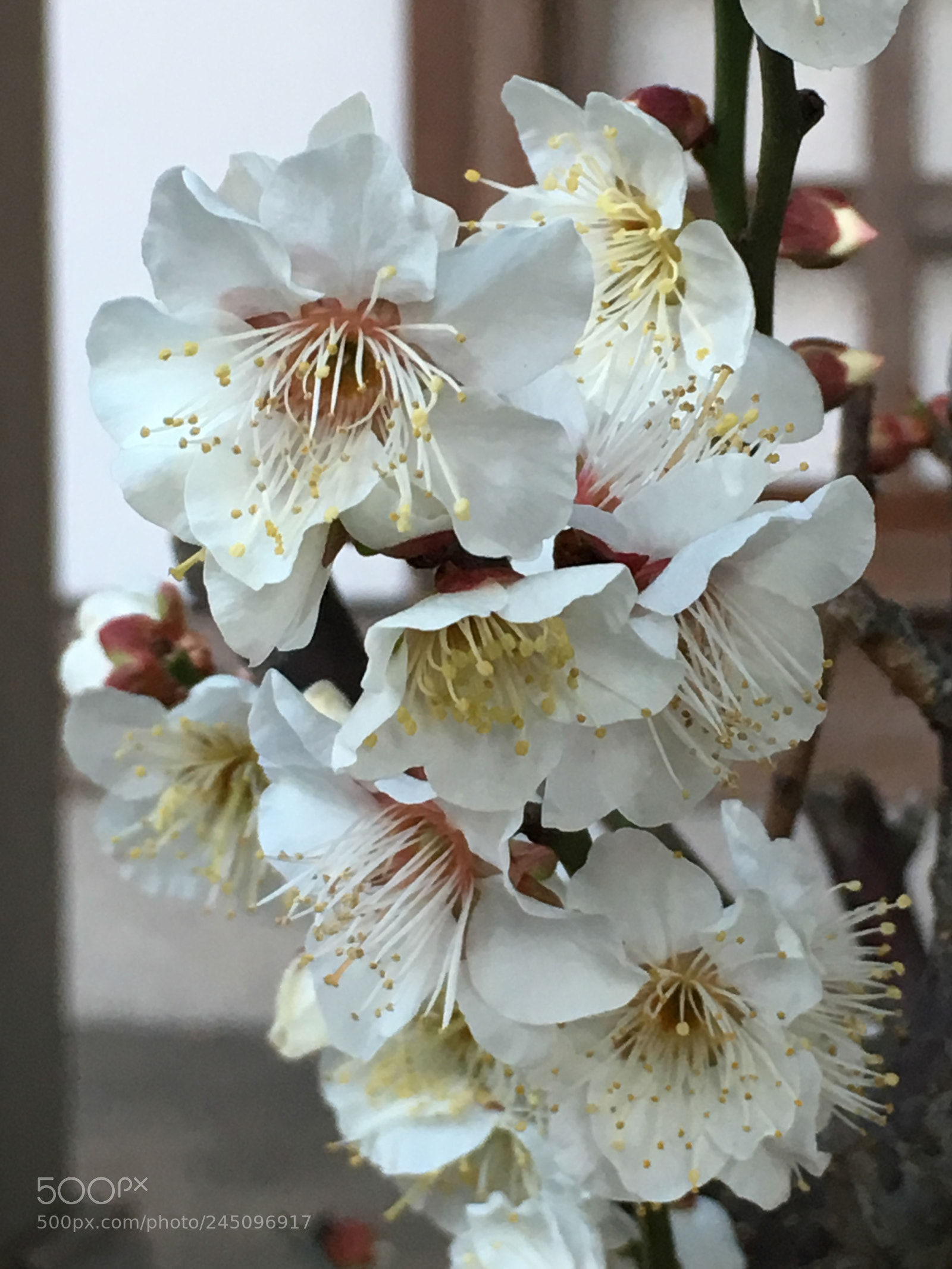 Apple iPhone 6s Plus sample photo. Winter2018 flowers photography