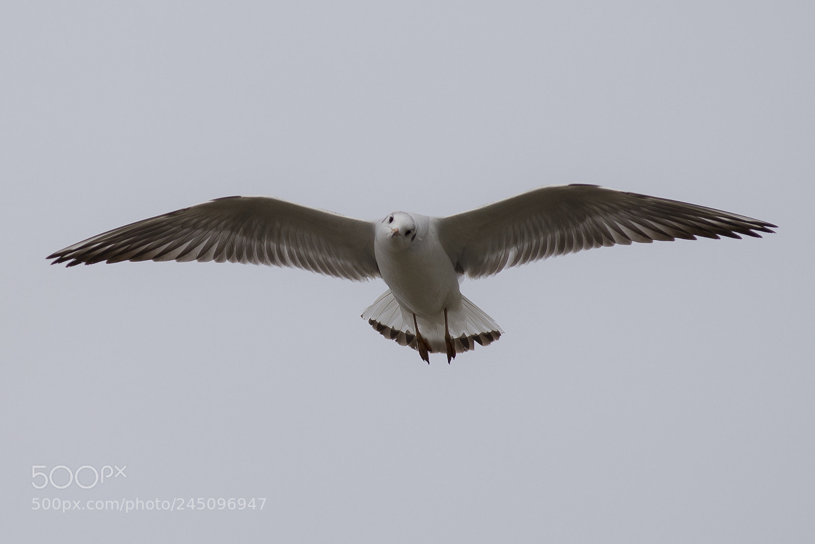 Nikon D610 sample photo. Seagull 3 photography