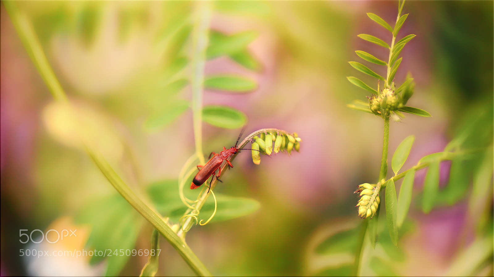 Canon EOS-1D X sample photo. Ganz alleine rum schauen ... photography