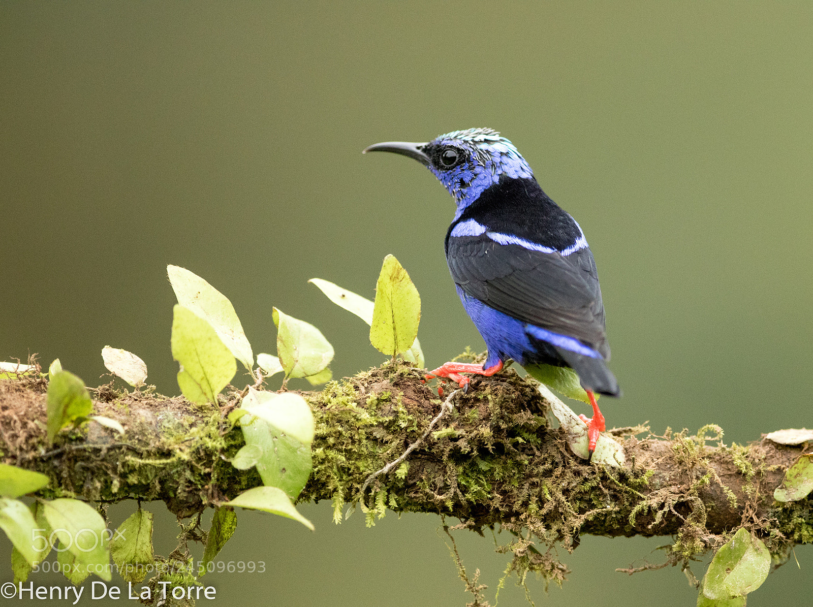 Canon EOS 7D Mark II sample photo. Red legged honeycreeper photography
