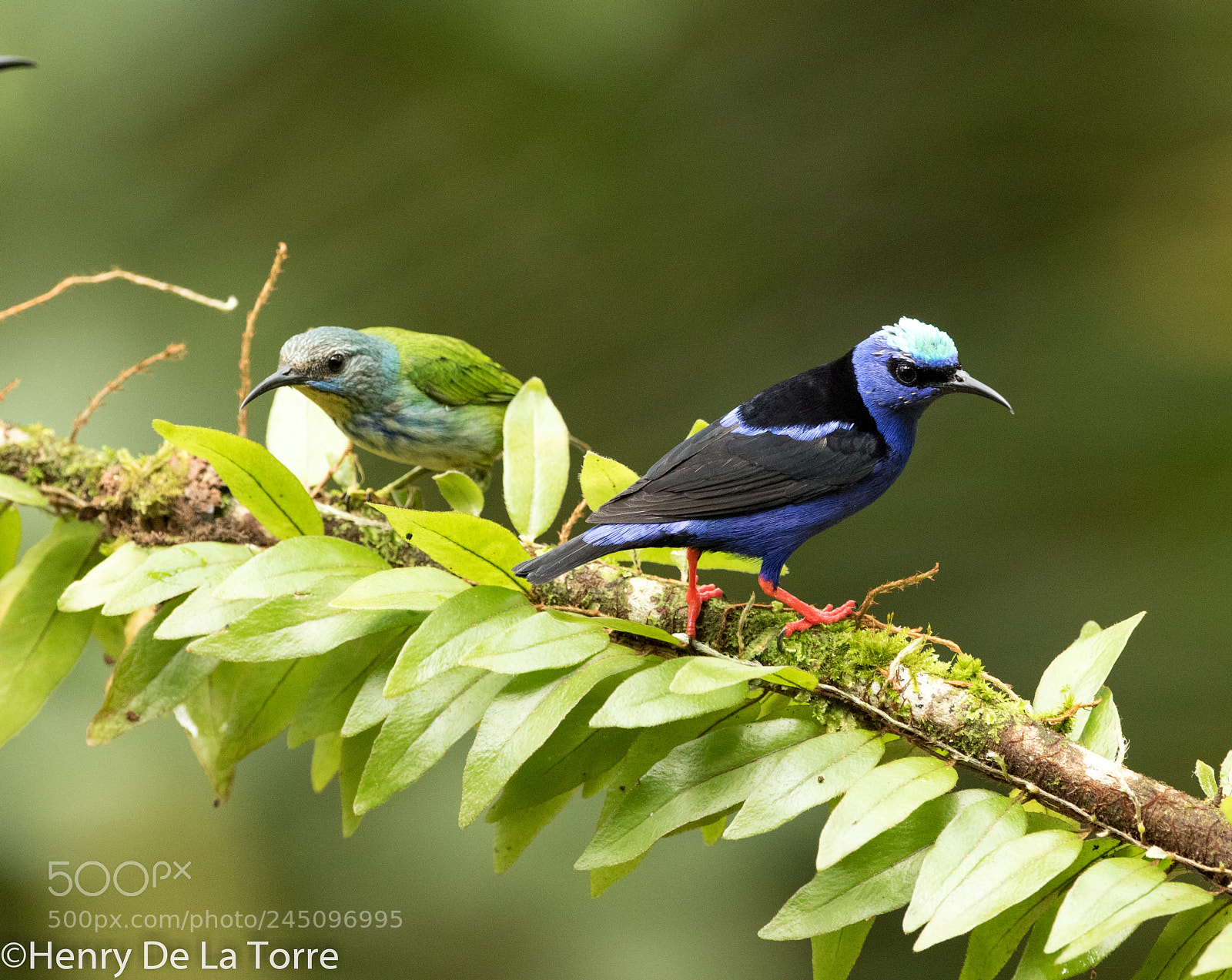 Canon EOS 7D Mark II sample photo. Red legged honeycreeper photography