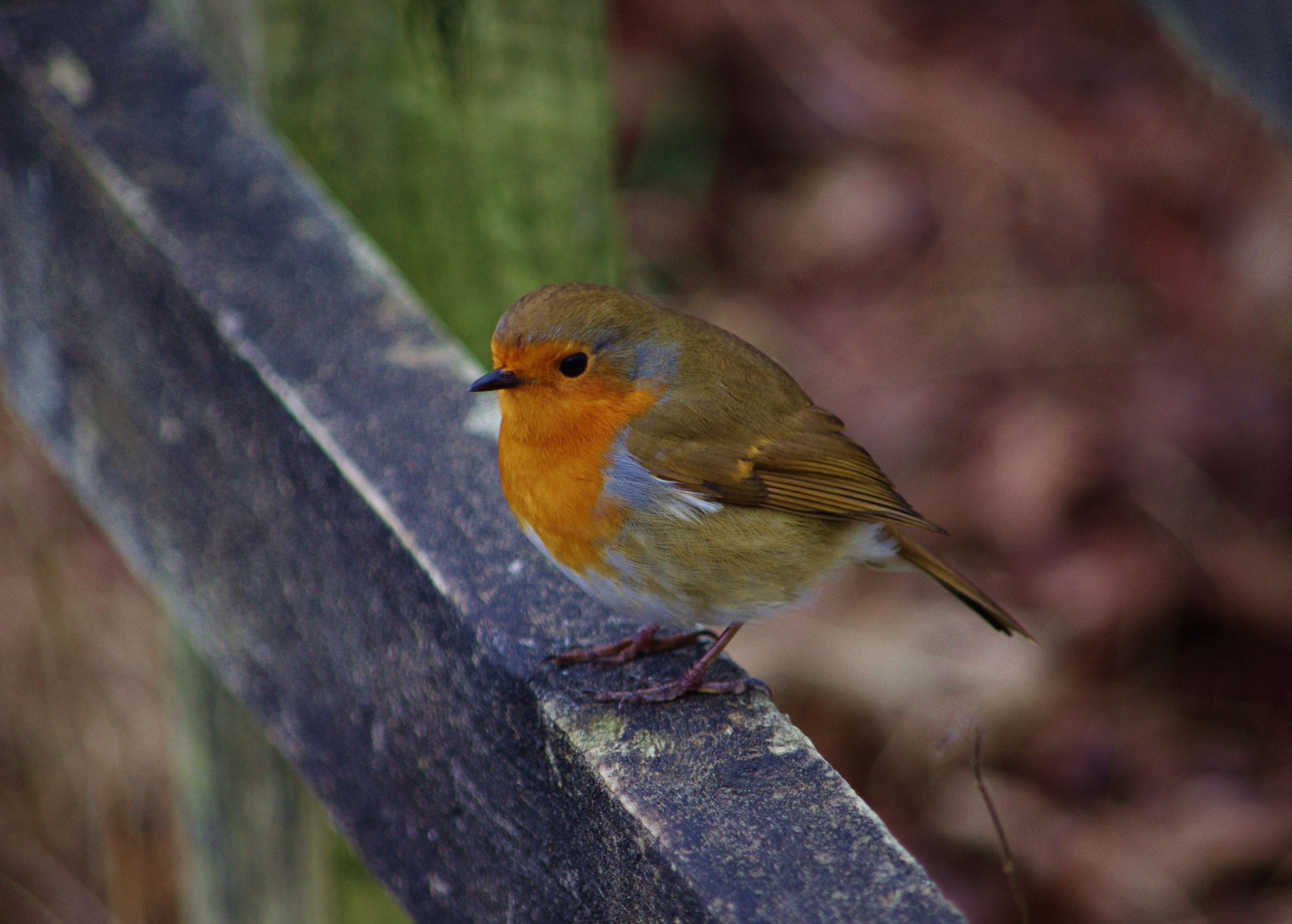 Pentax K-r + smc PENTAX-DA L 50-200mm F4-5.6 ED sample photo. Robby robin photography