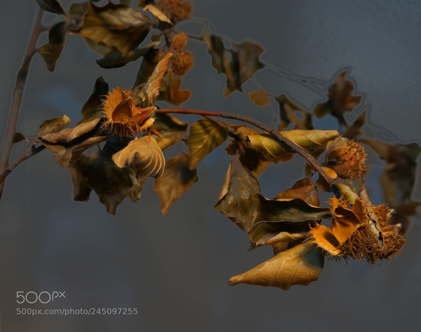 Sony Alpha NEX-6 sample photo. Dry nut shell 2 photography