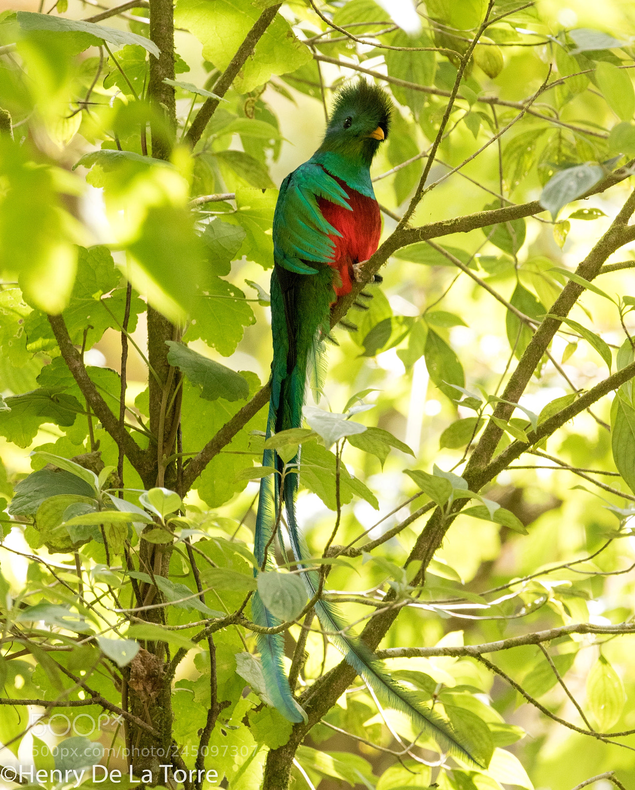 Canon EOS 7D Mark II sample photo. Resplendent quetzal photography