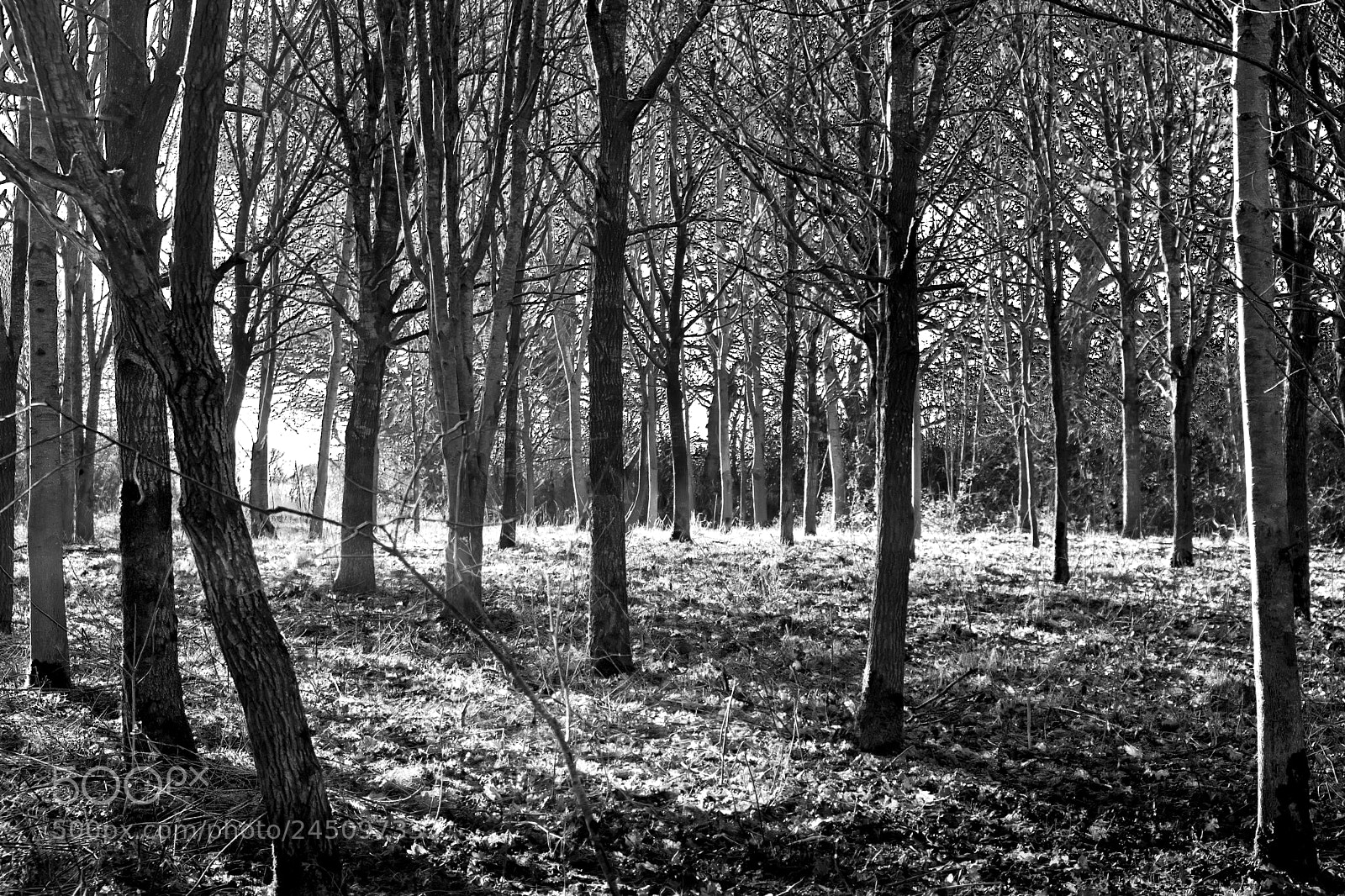 Fujifilm X-Pro2 sample photo. Winter sun through the photography