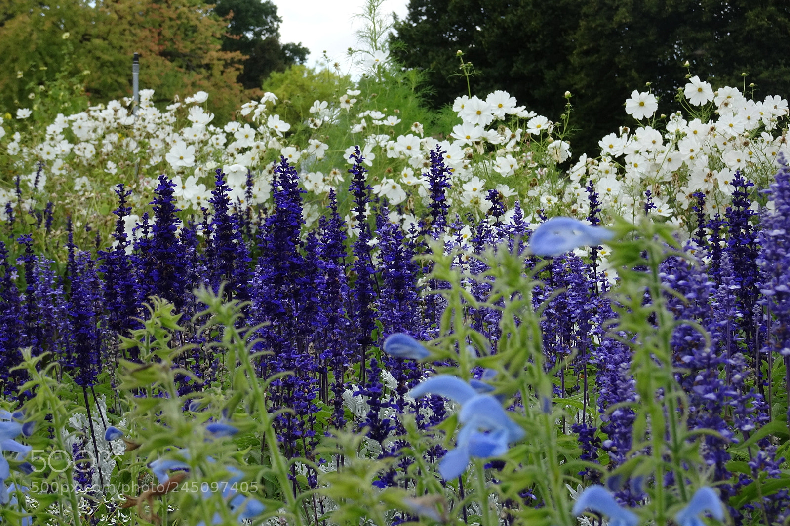 Sony DSC-HX90 sample photo. Summertime photography