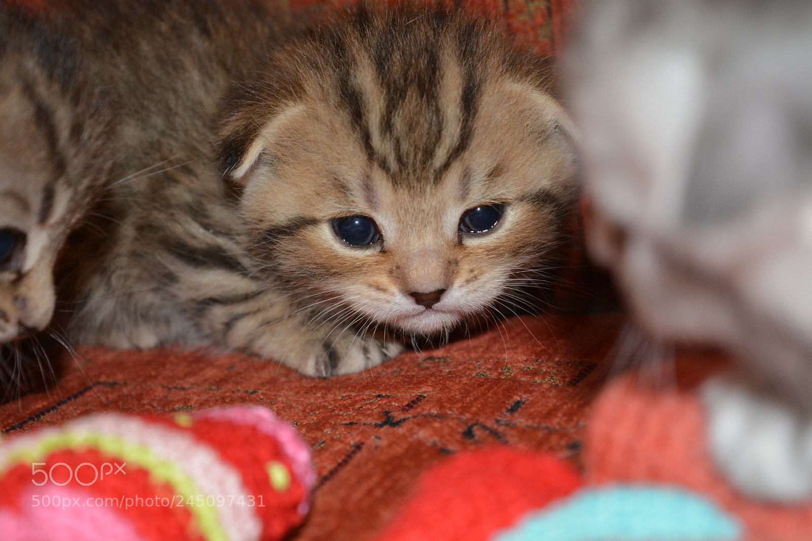 Nikon D5200 sample photo. котенок photography