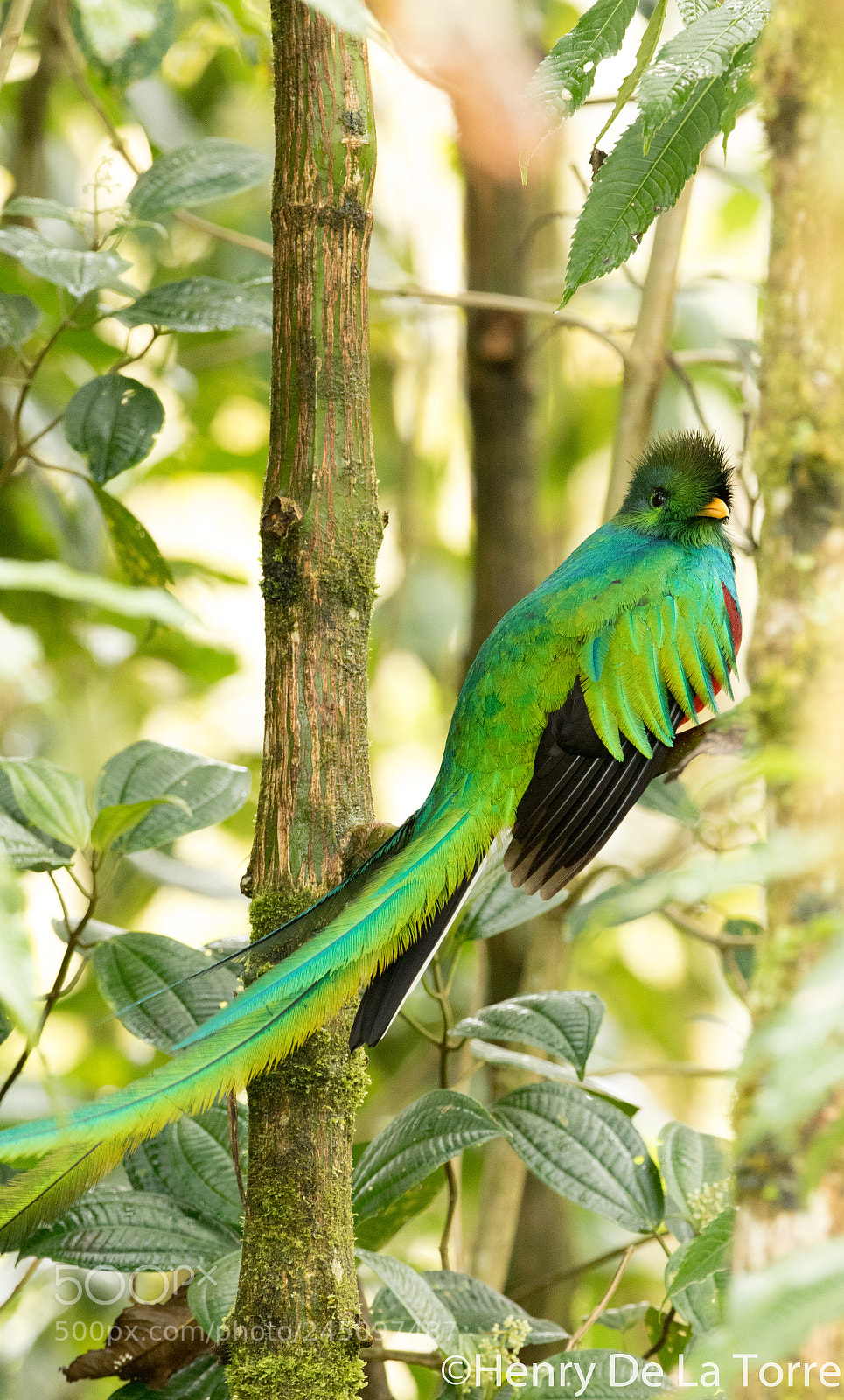 Canon EOS 7D Mark II sample photo. Resplendent quetzal photography