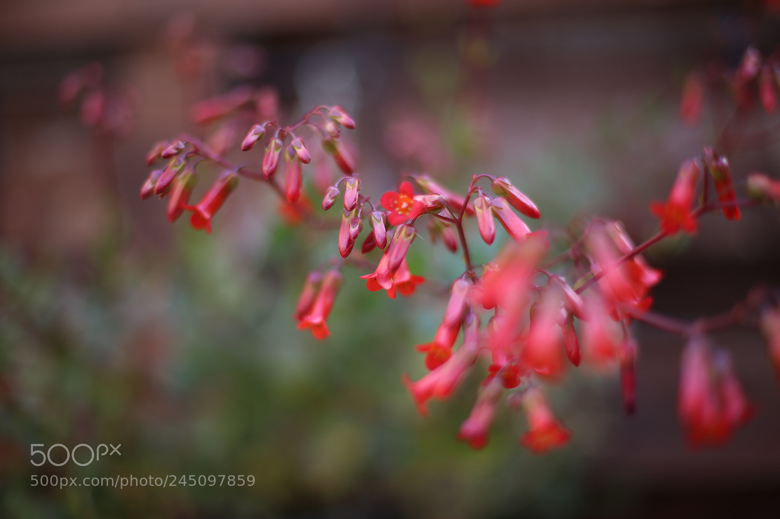 Canon EOS 6D + Canon EF 50mm F1.4 USM sample photo. Img photography