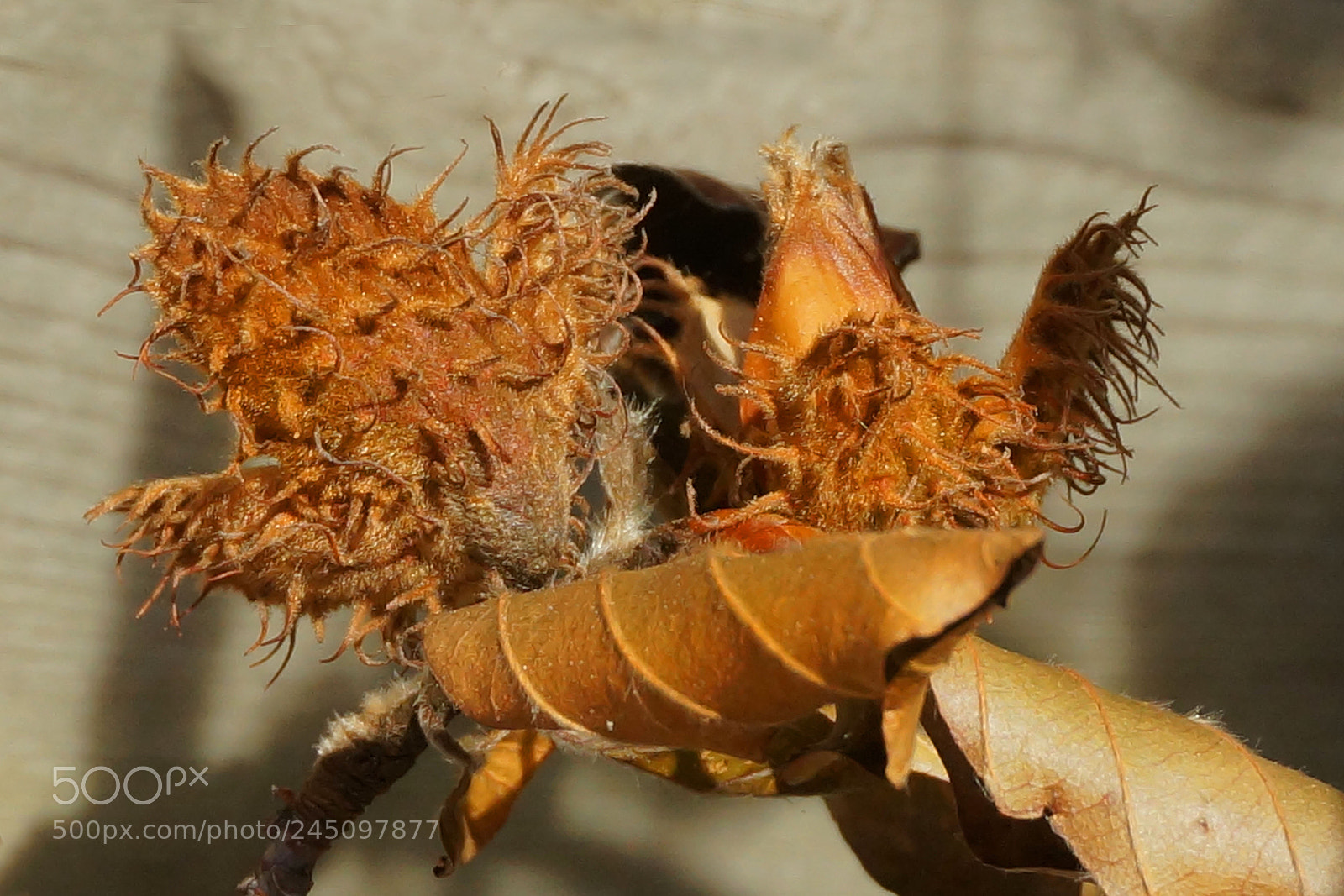 Sony Alpha NEX-6 sample photo. Dry nut shell close photography