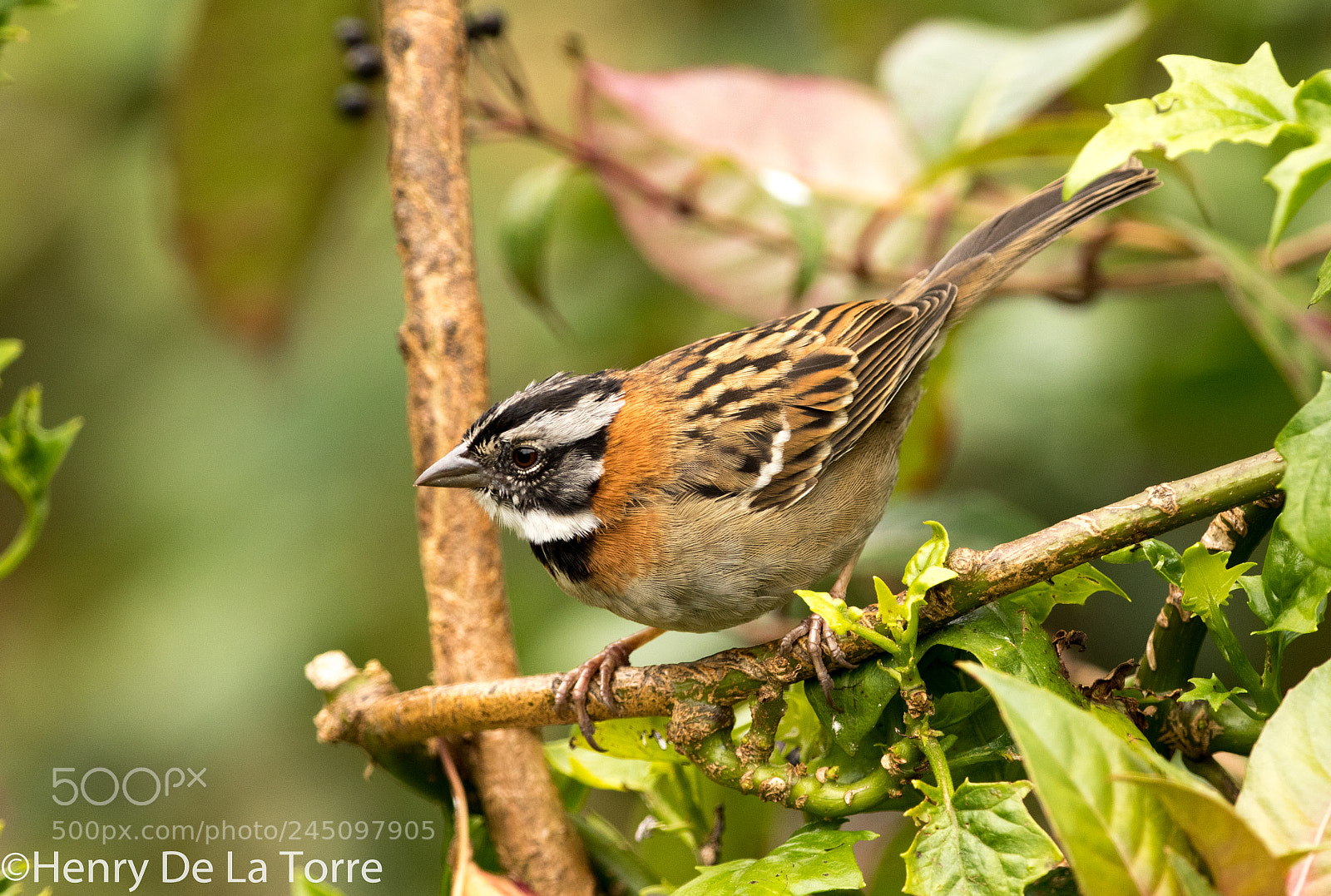 Canon EOS 7D Mark II sample photo. Rufous collared sparrow photography