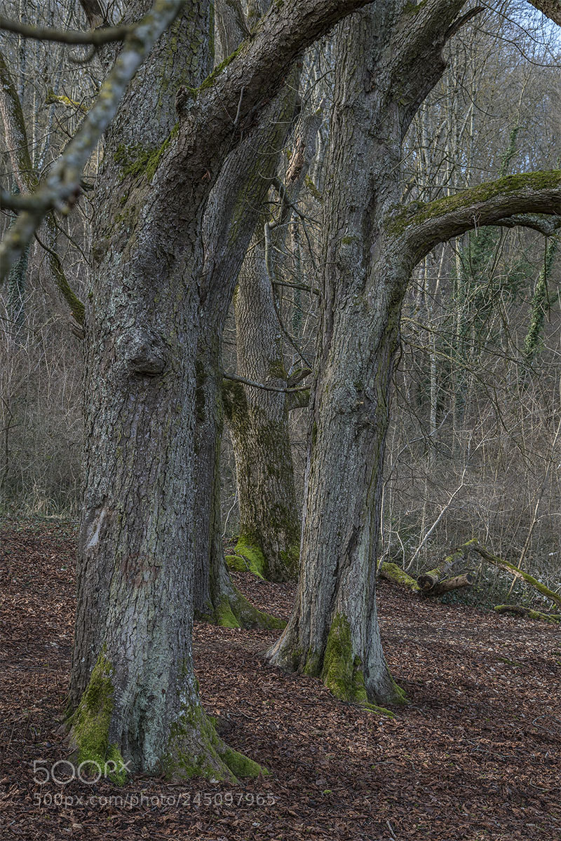 Sony a7R II sample photo. Baumgruppe photography