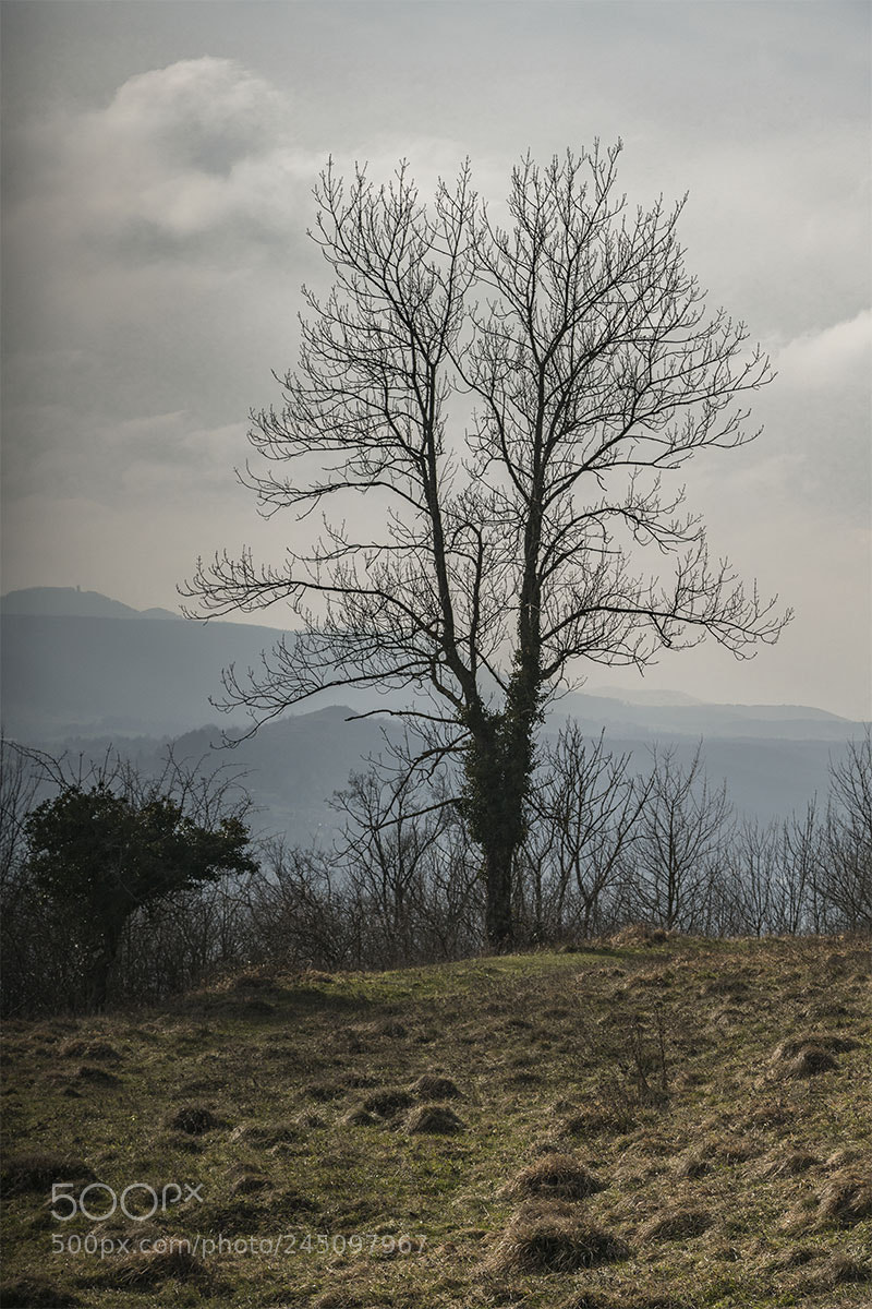 Sony a7R II sample photo. Baumgruppe ii photography